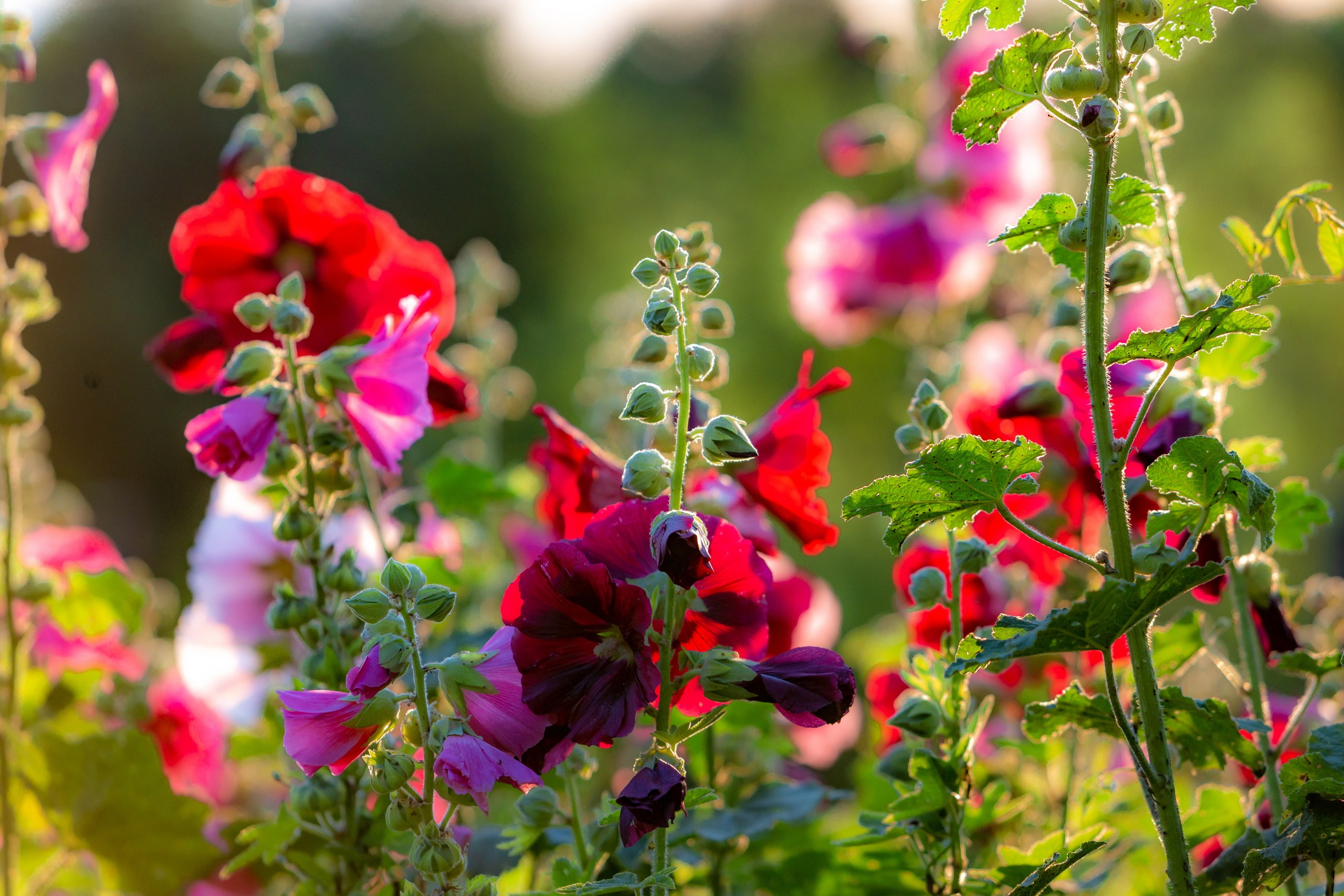 Лютики-цветочки — галерея NATRIEL