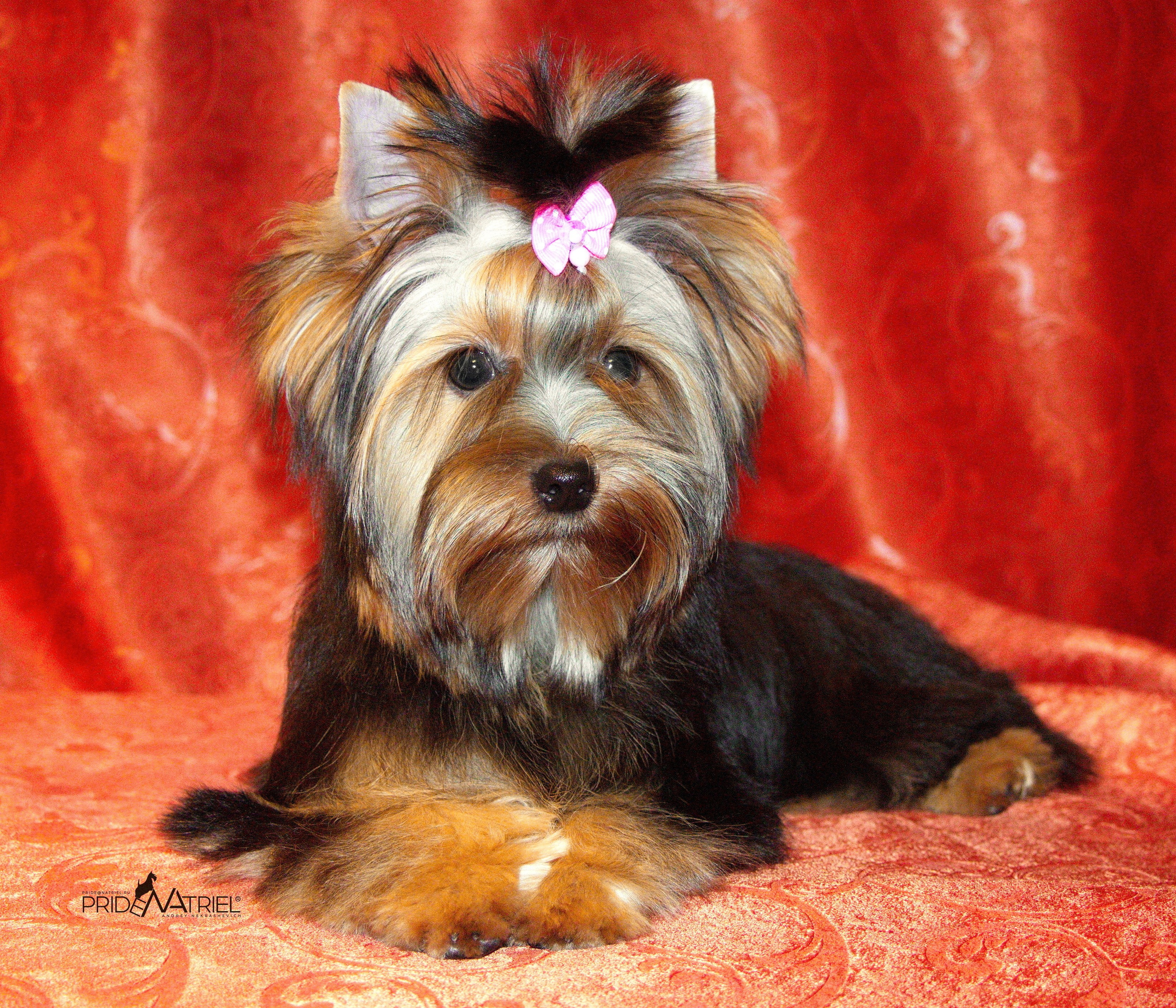 Йоркширский терьер Циля