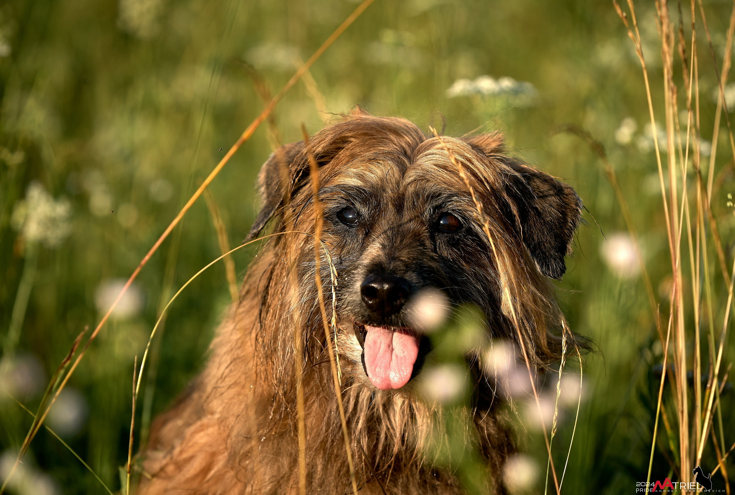 Репортаж из кинологического лагеря