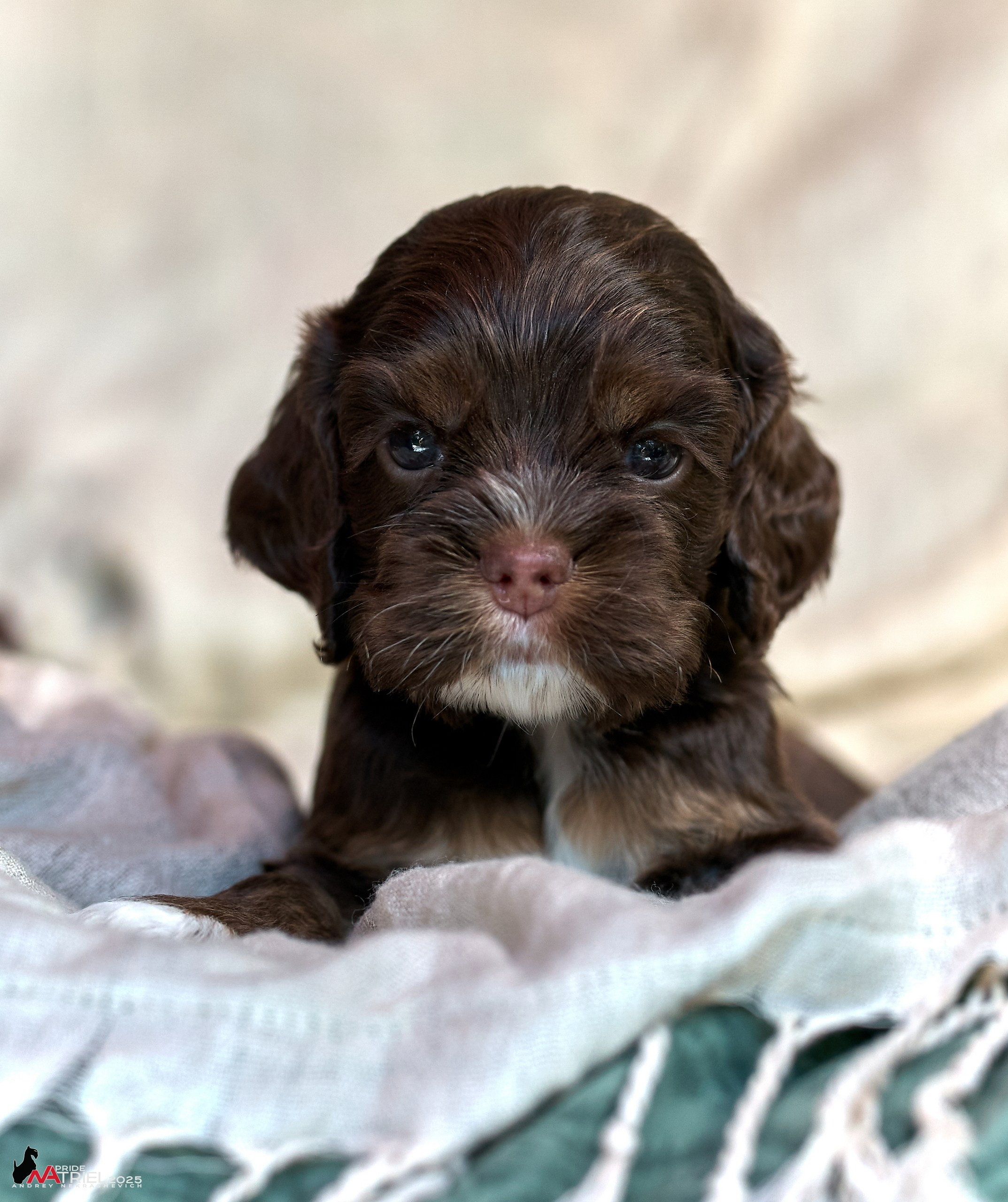 Щенки АмКокеров