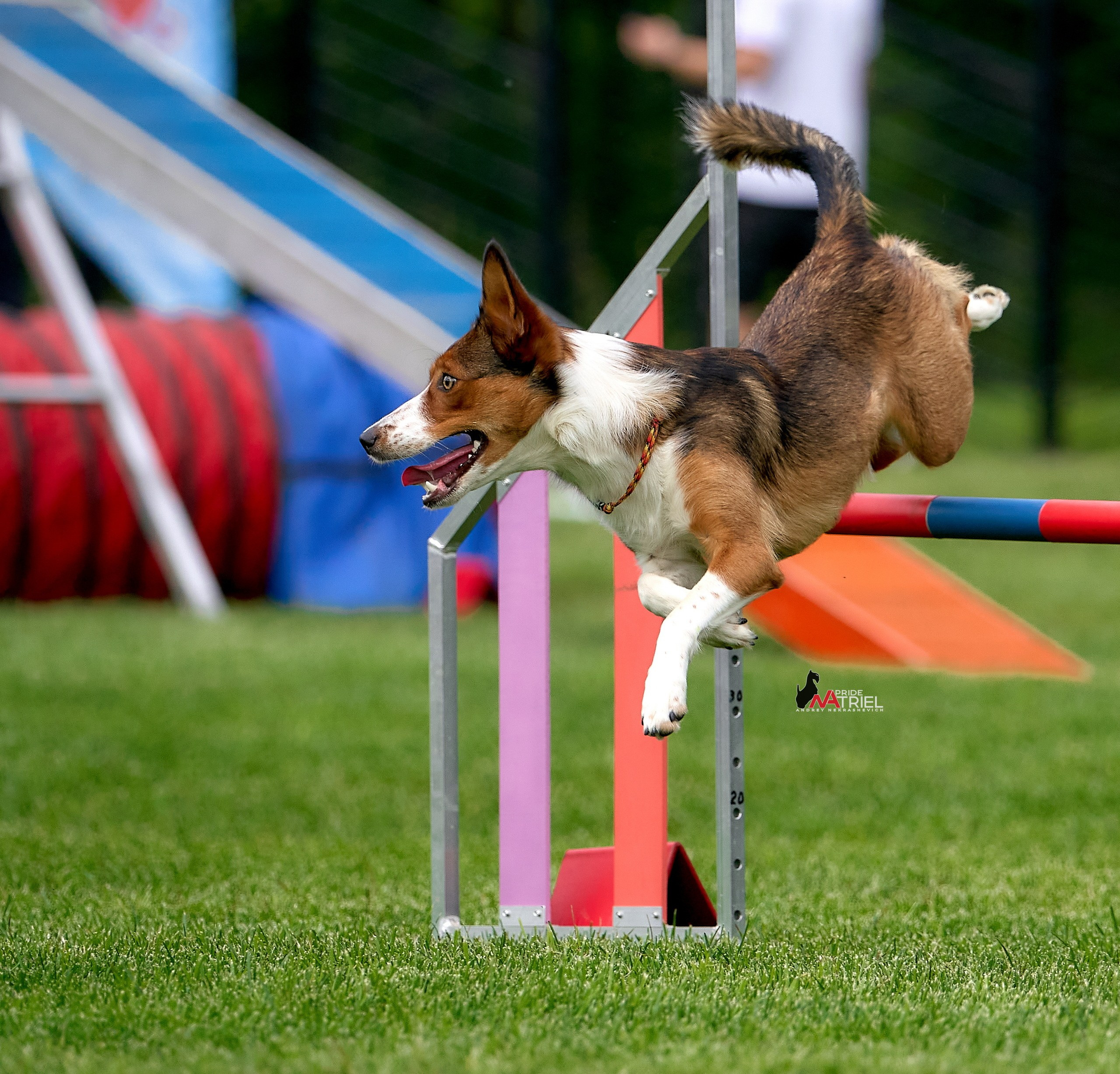 Аджилити — галерея NATRIEL