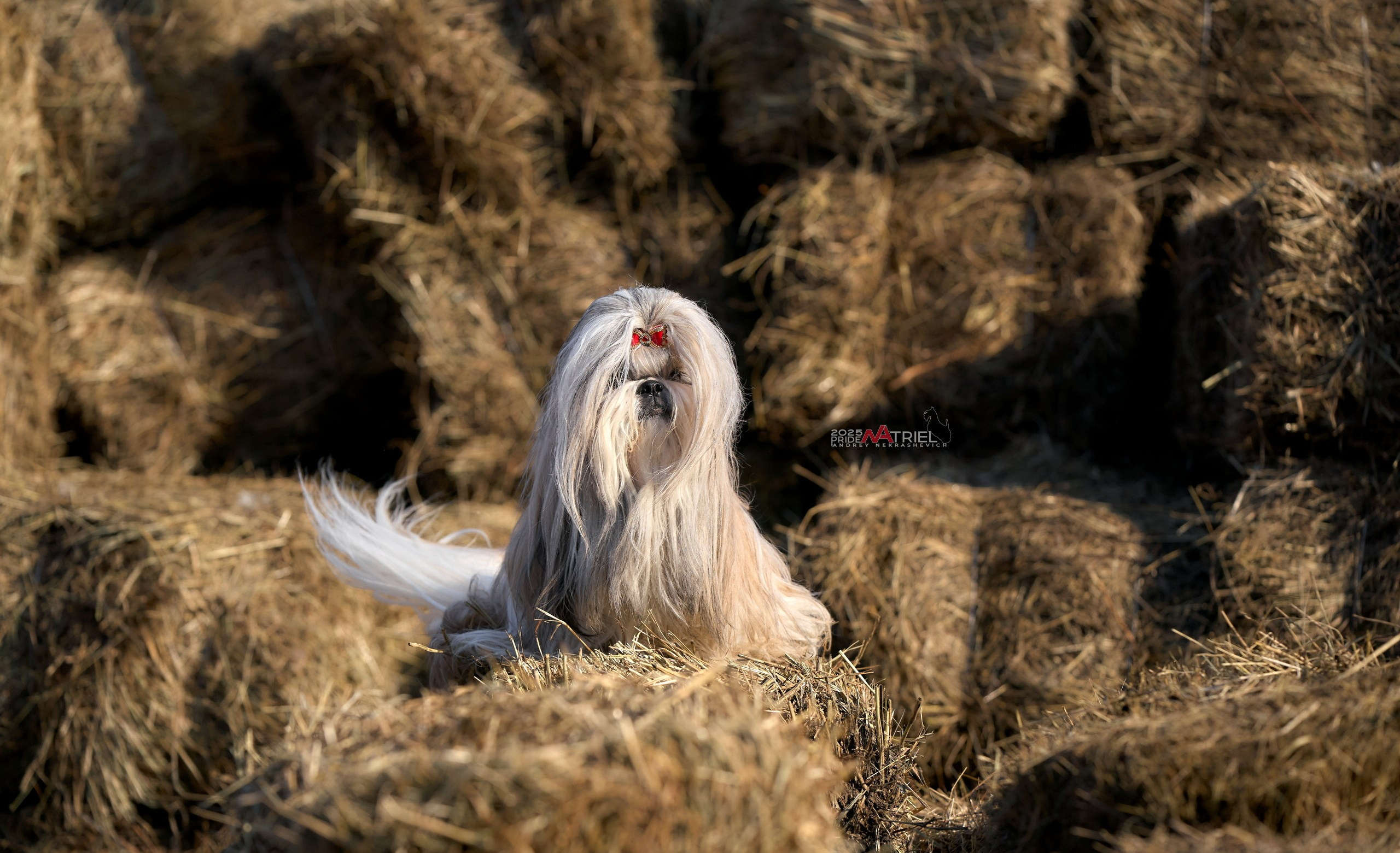 Съемка ши-тсу с мобильным светом