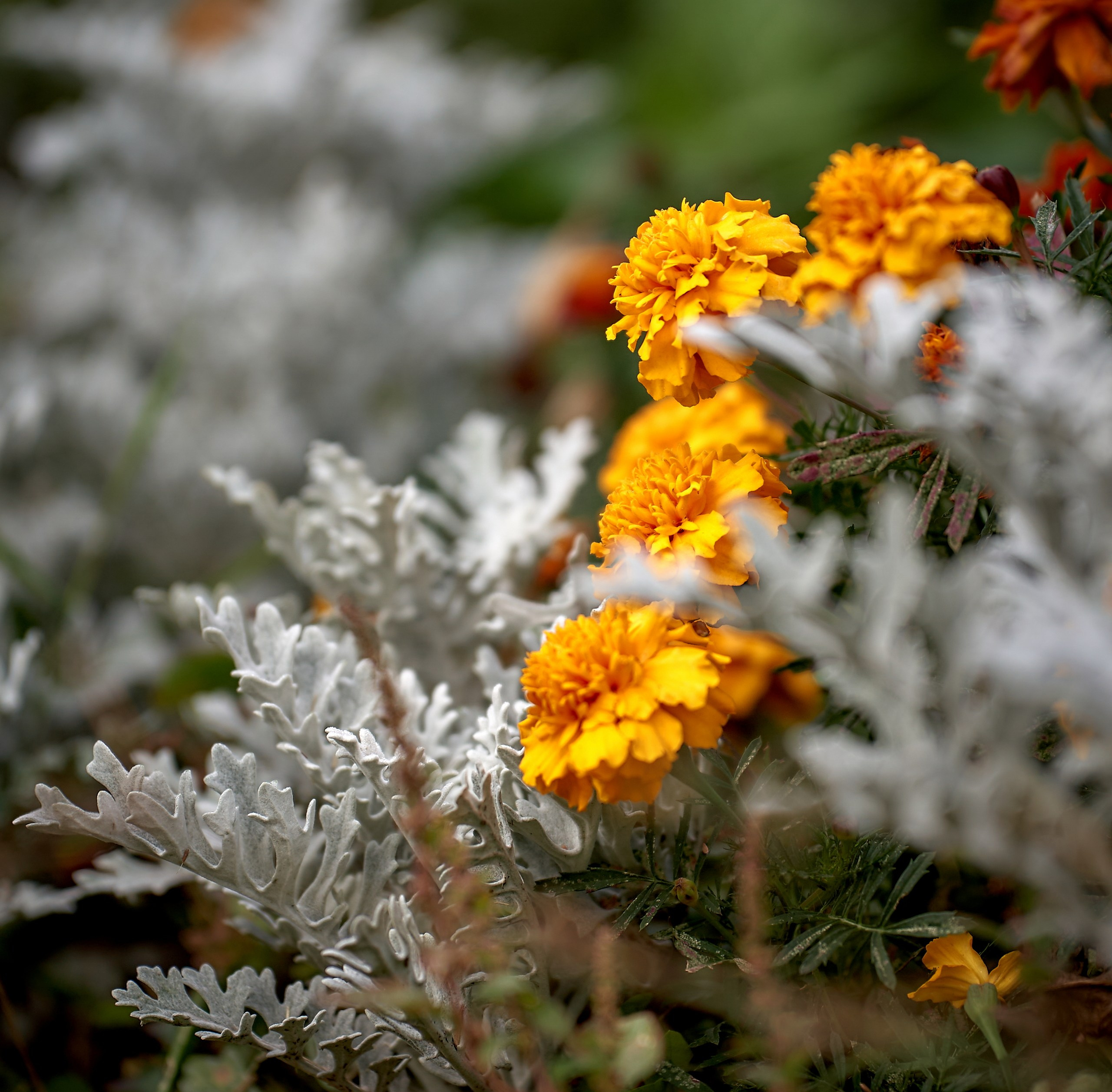 Лютики-цветочки — галерея NATRIEL