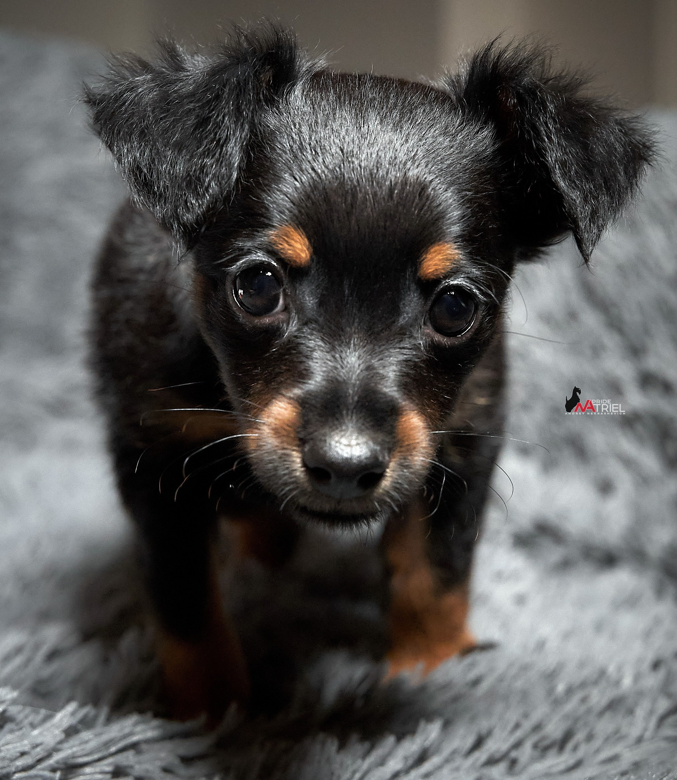 Щенки дома — галерея NATRIEL