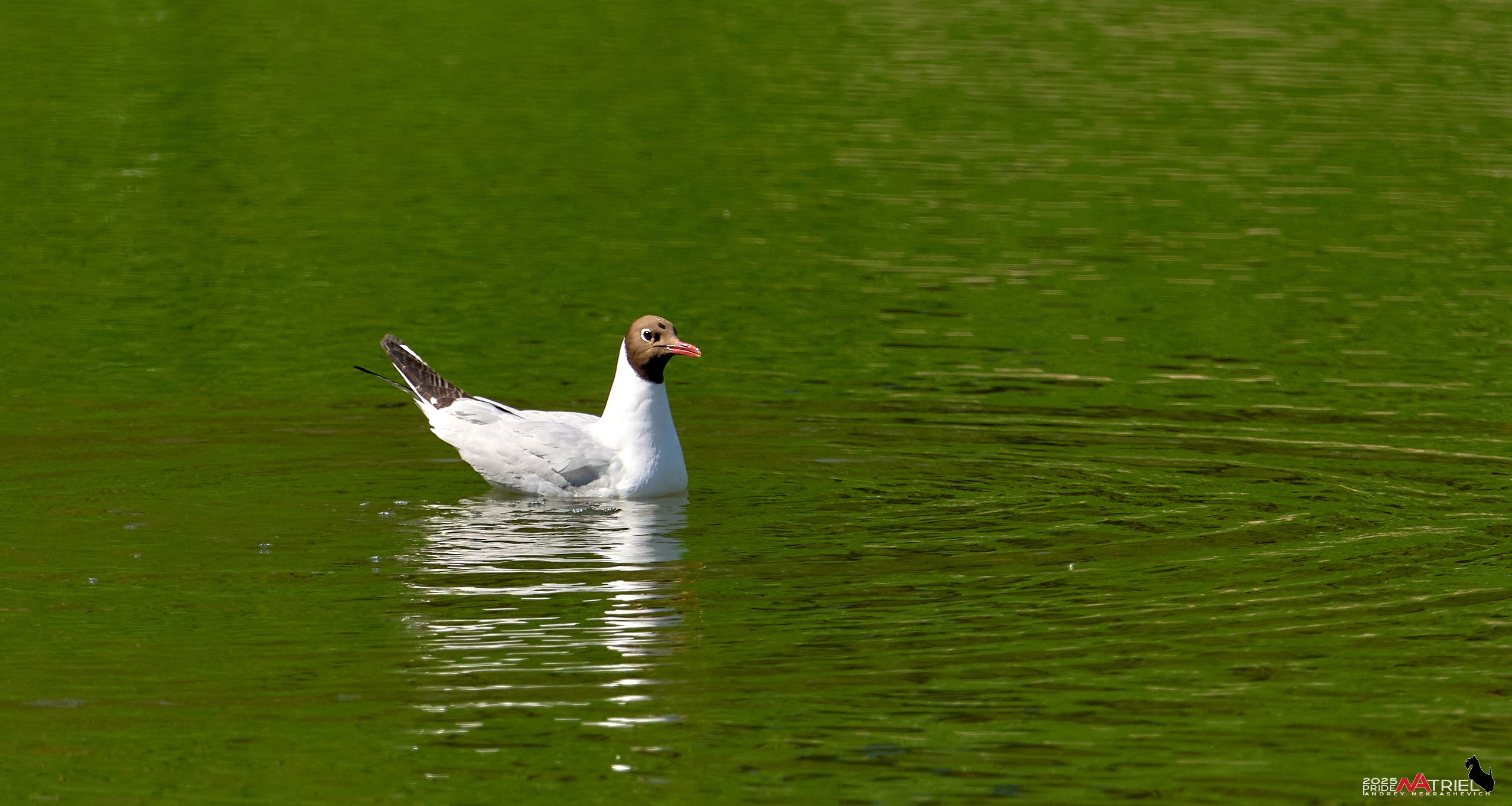 Птички и цветочки