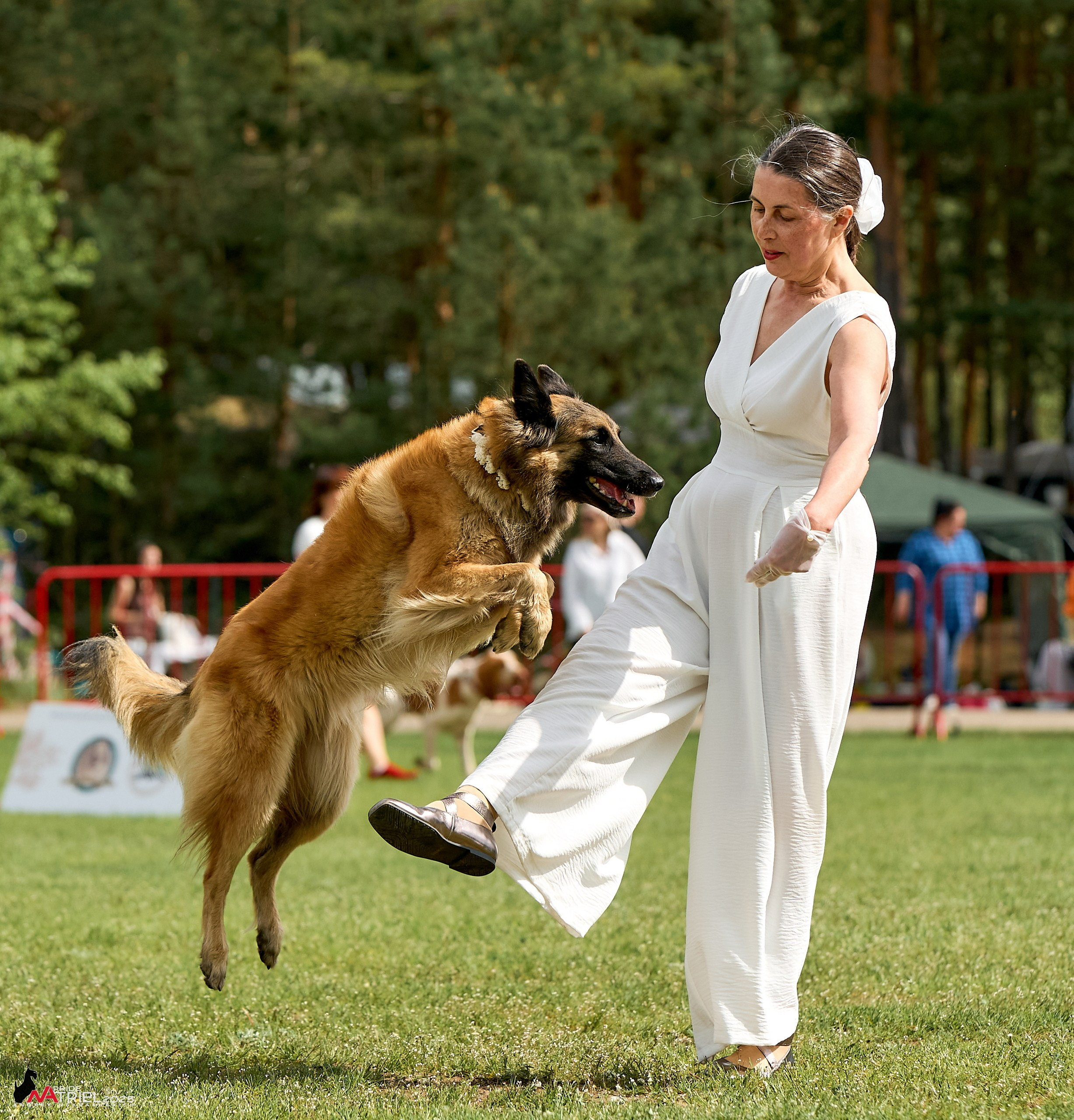 Выставка собак Суздаль-Владимир