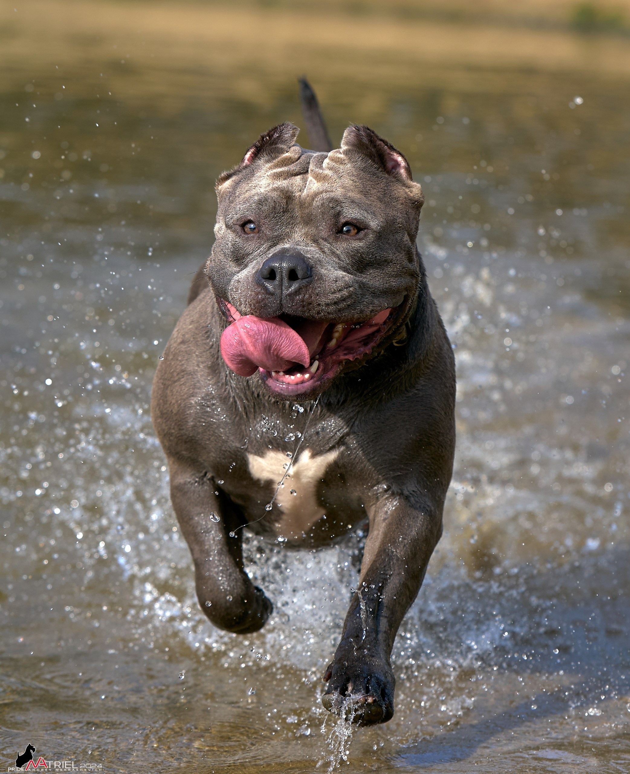 Фотопрогулка с булли