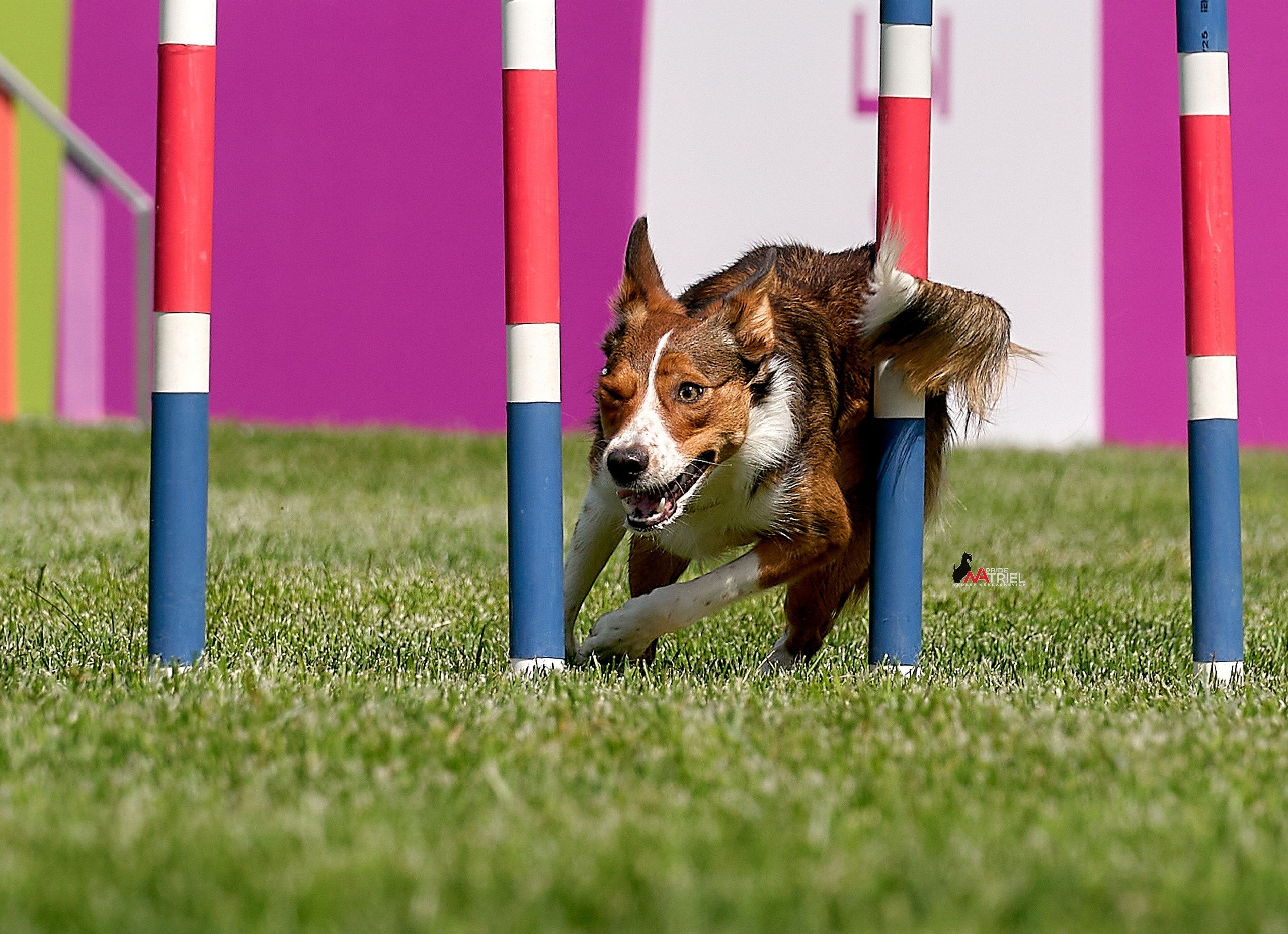 Аджилити — галерея NATRIEL