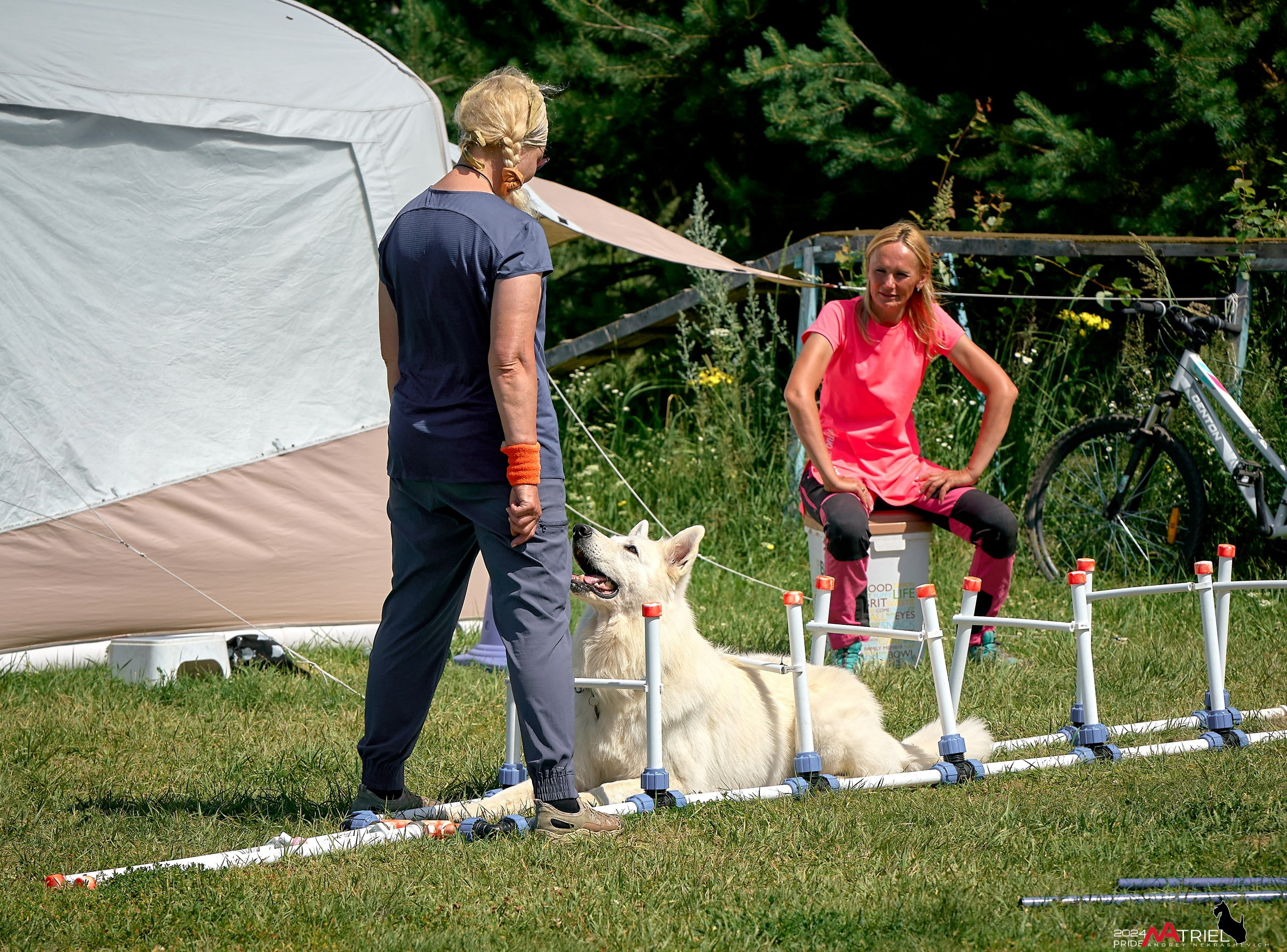 Репортаж из кинологического лагеря