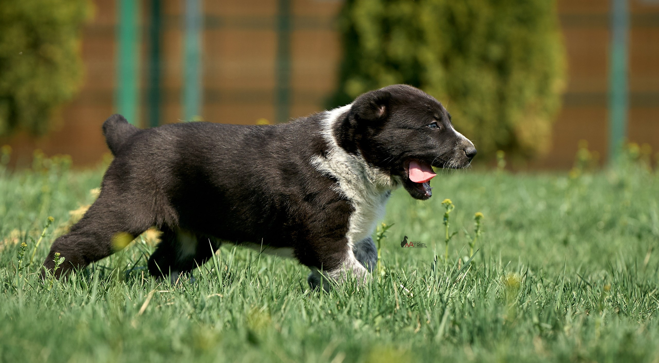 Среднеазиаты — щенки и взрослые