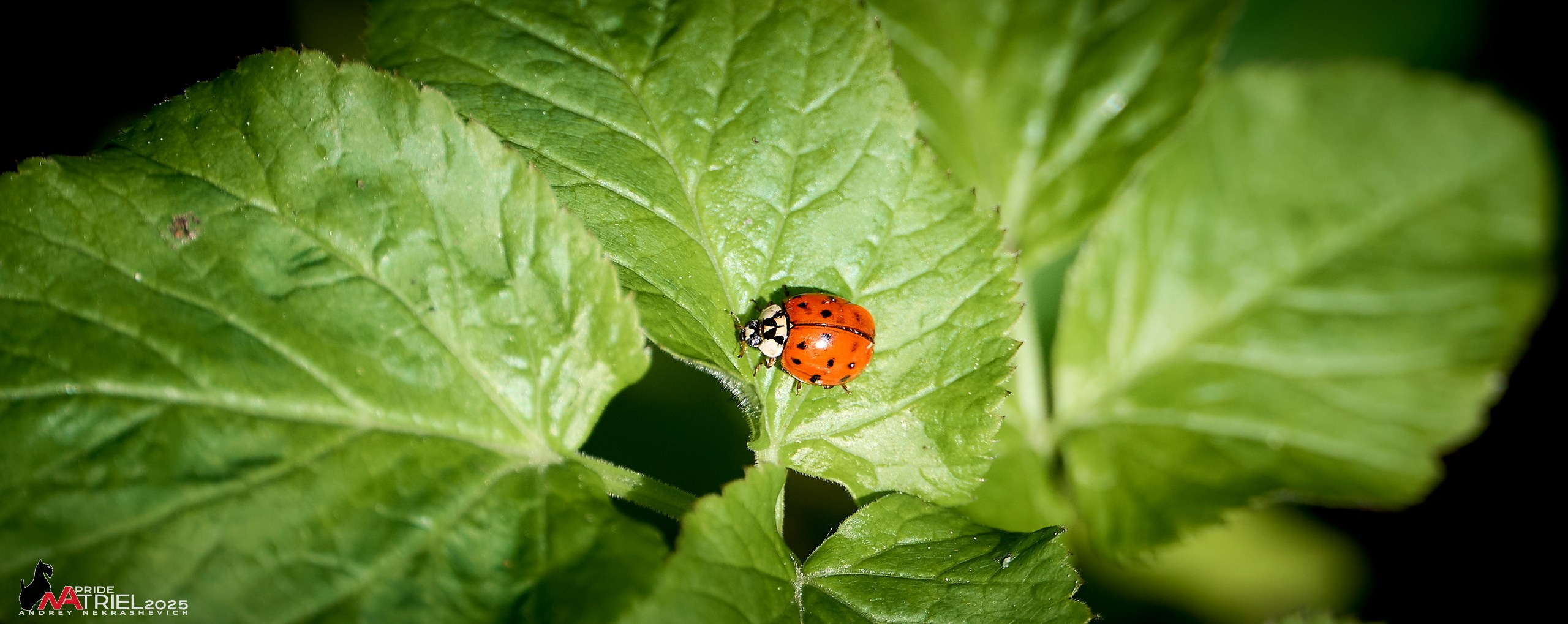 Съемка в майском лесу