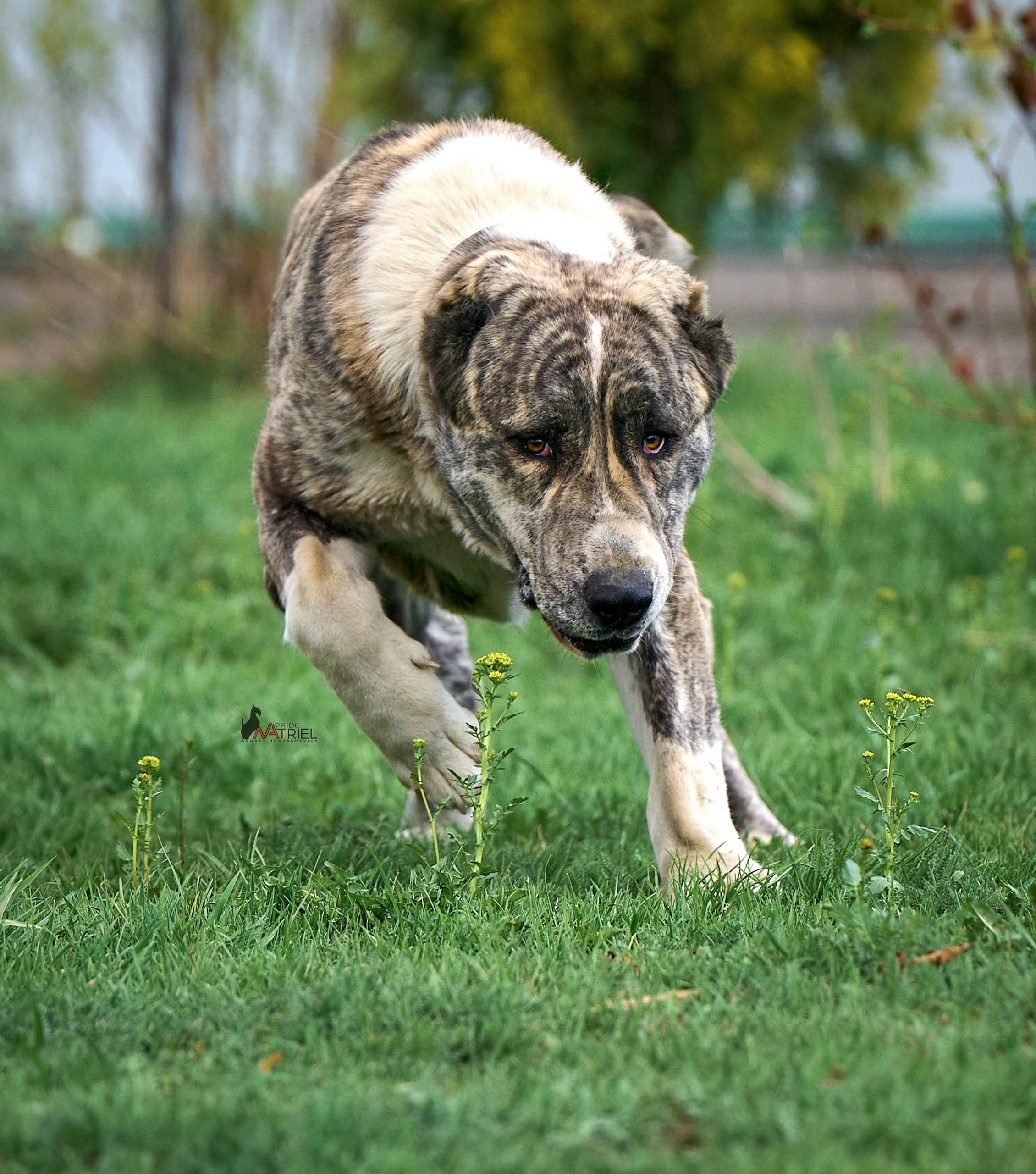Среднеазиаты — щенки и взрослые