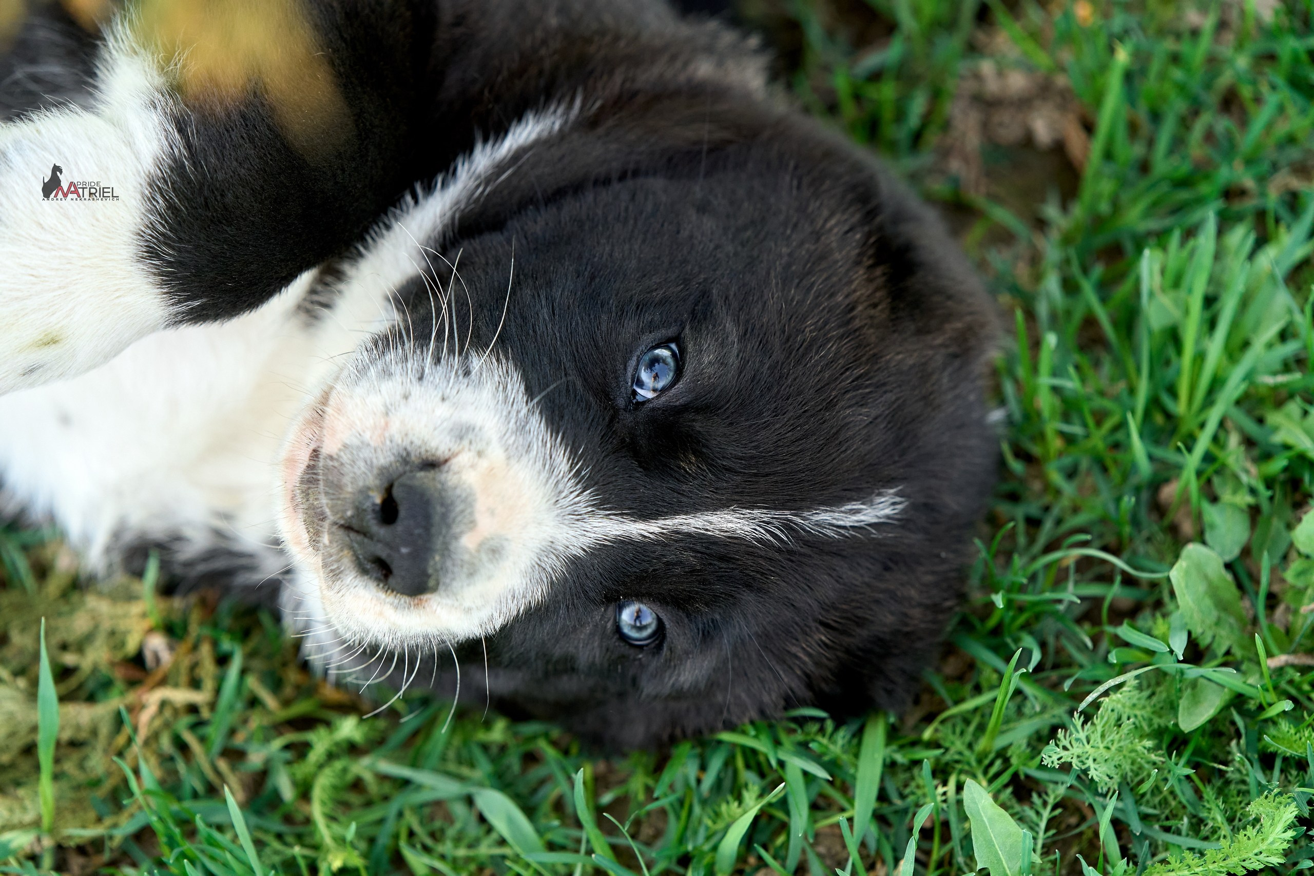 Среднеазиаты — щенки и взрослые