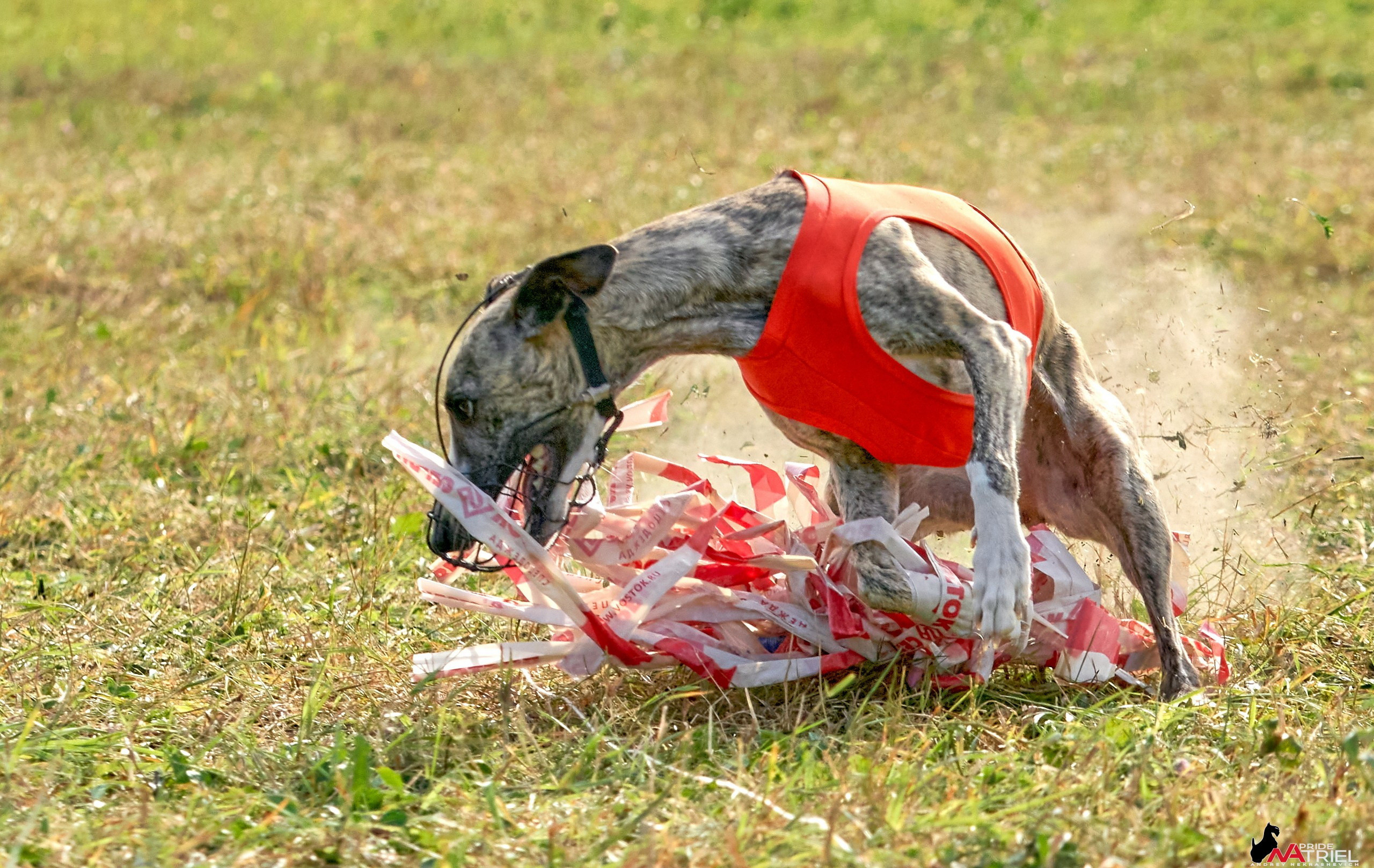 Съемка курсинг — галерея NATRIEL