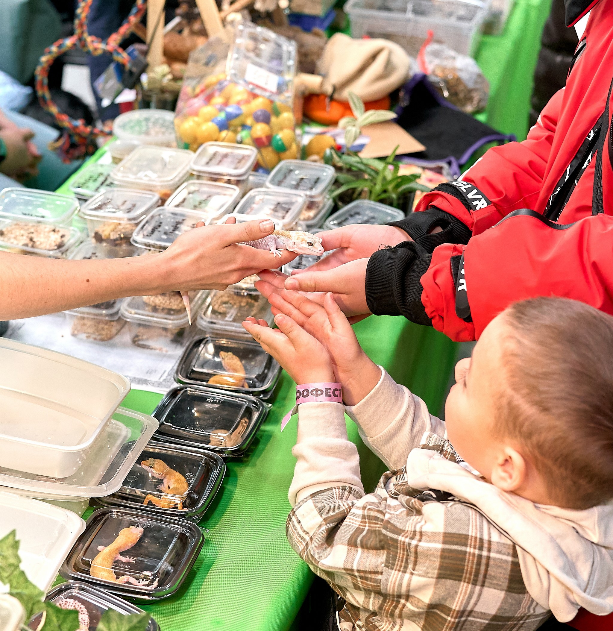 Выставки животных — галерея NATRIEL