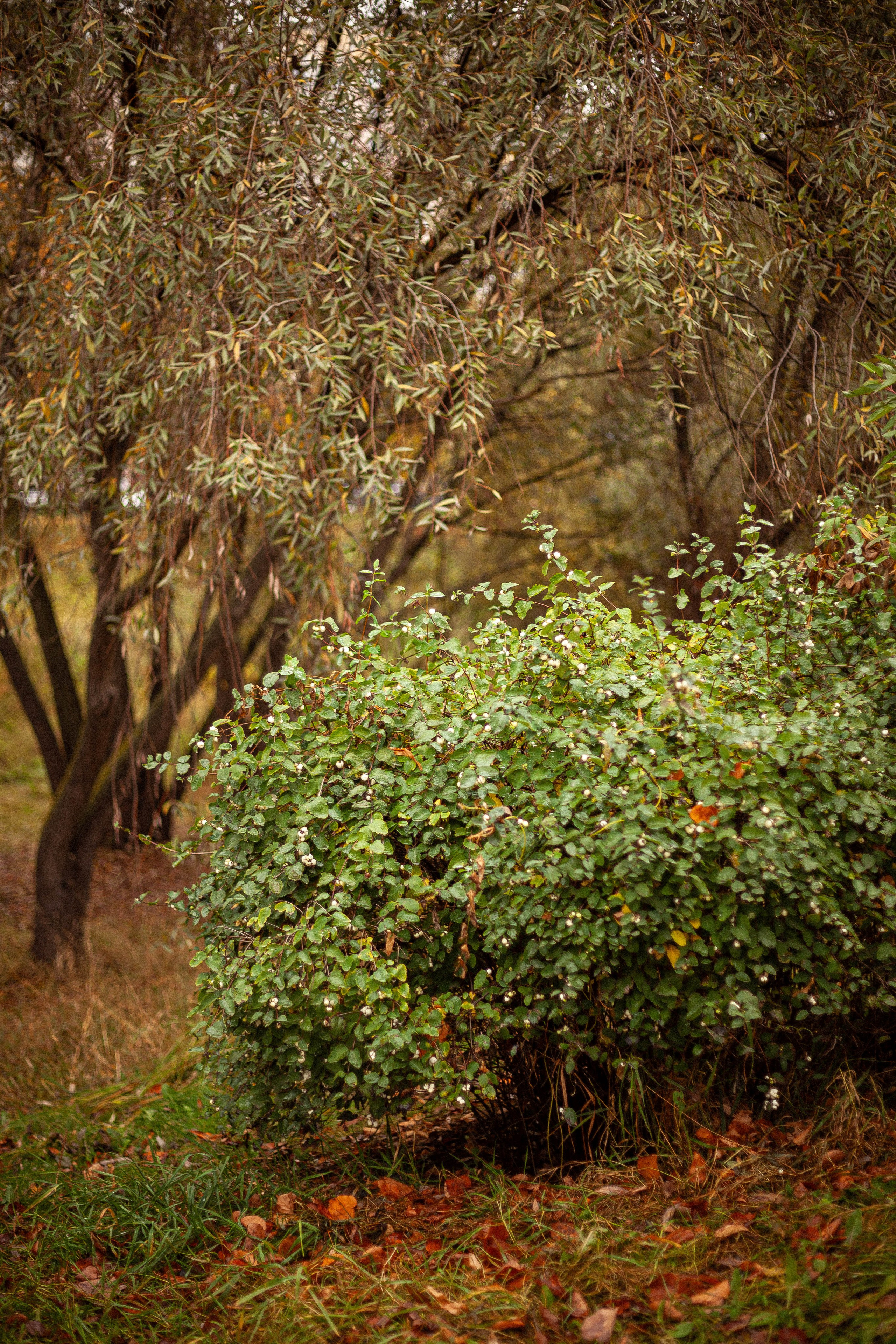 Осенняя серия. Фотограф в Москве. Екатерина Митина