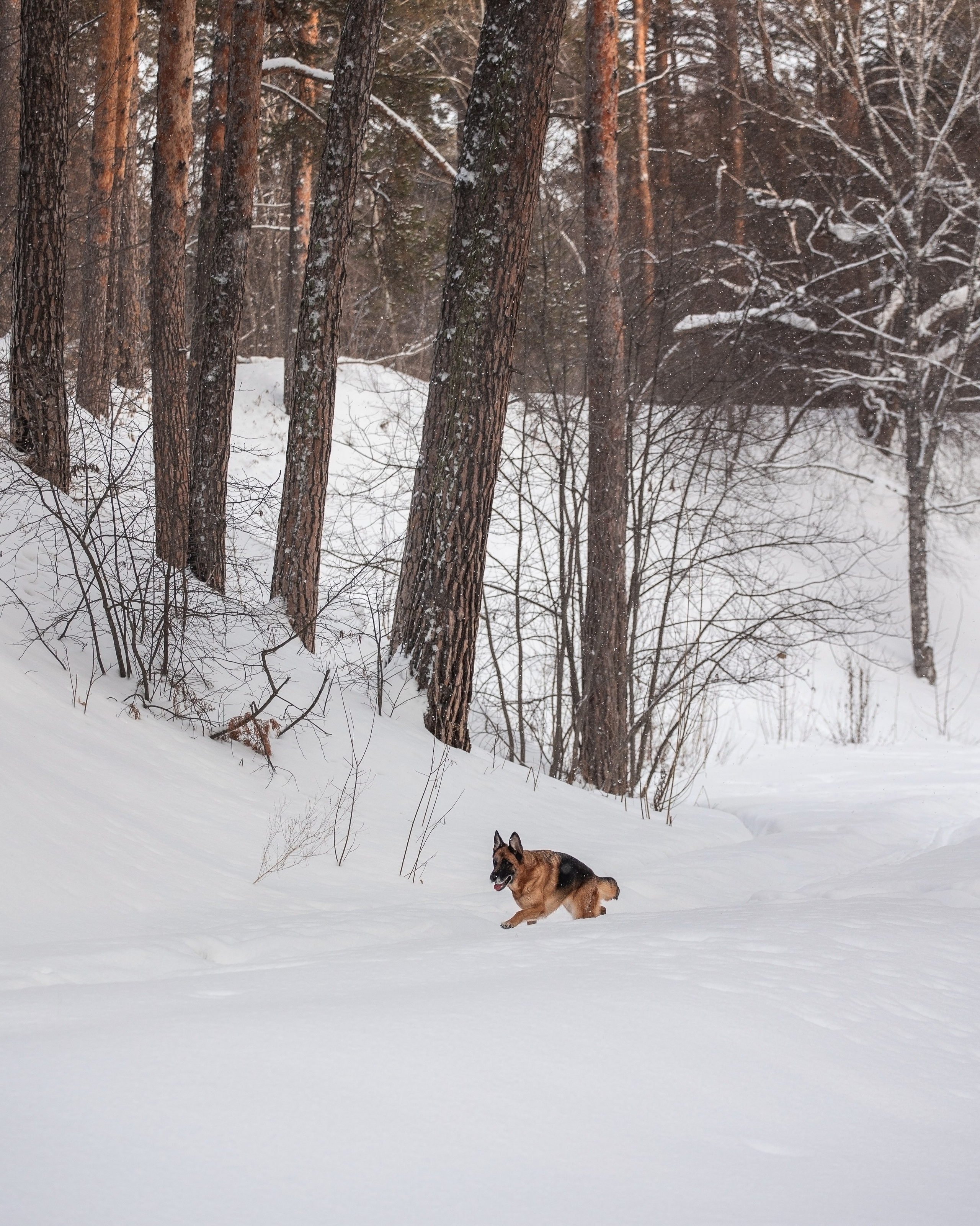 Полина и Фора. YULA KOLESOVA | Фотограф — Анималист | Художник | Тюмень