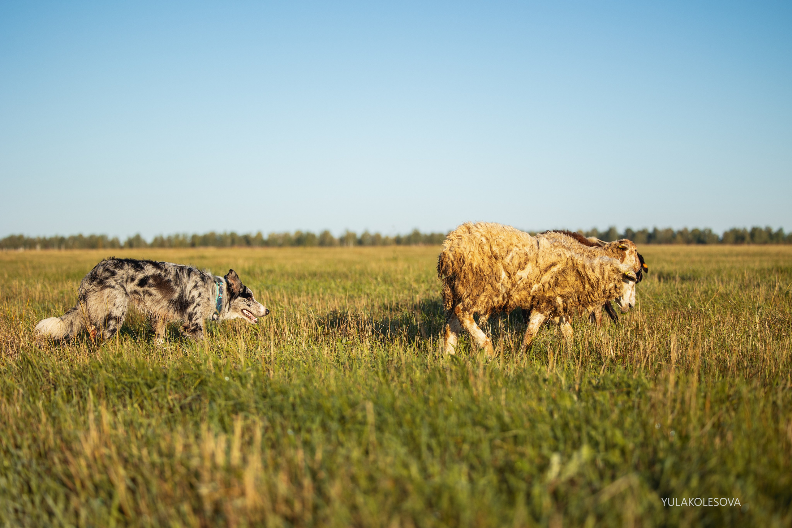 Пастуший интенсив, сентябрь 2024. YULA KOLESOVA | Фотограф — Анималист | Художник | Тюмень