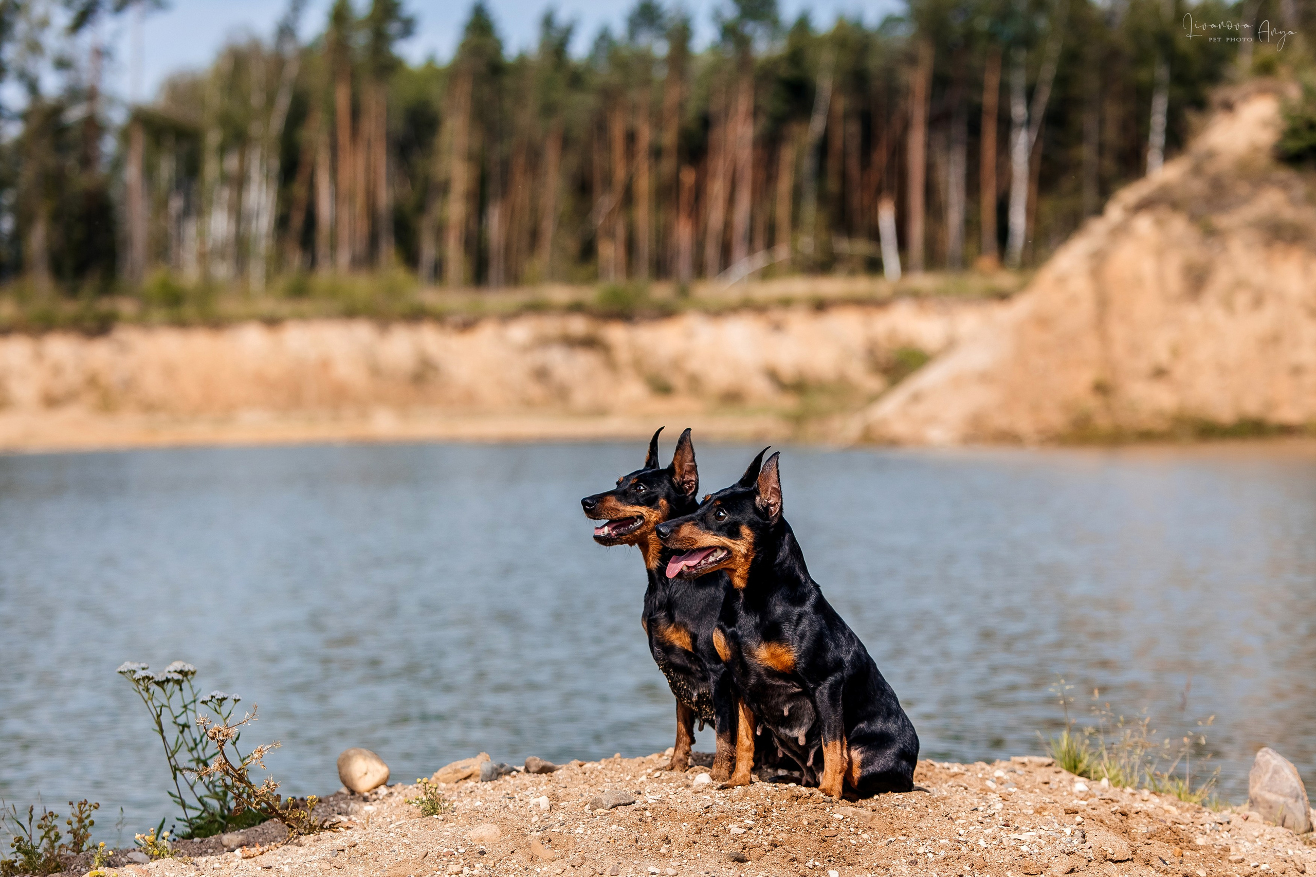 Троицкий карьер. Фотограф анималист Аня Ливанова | Рыбинск