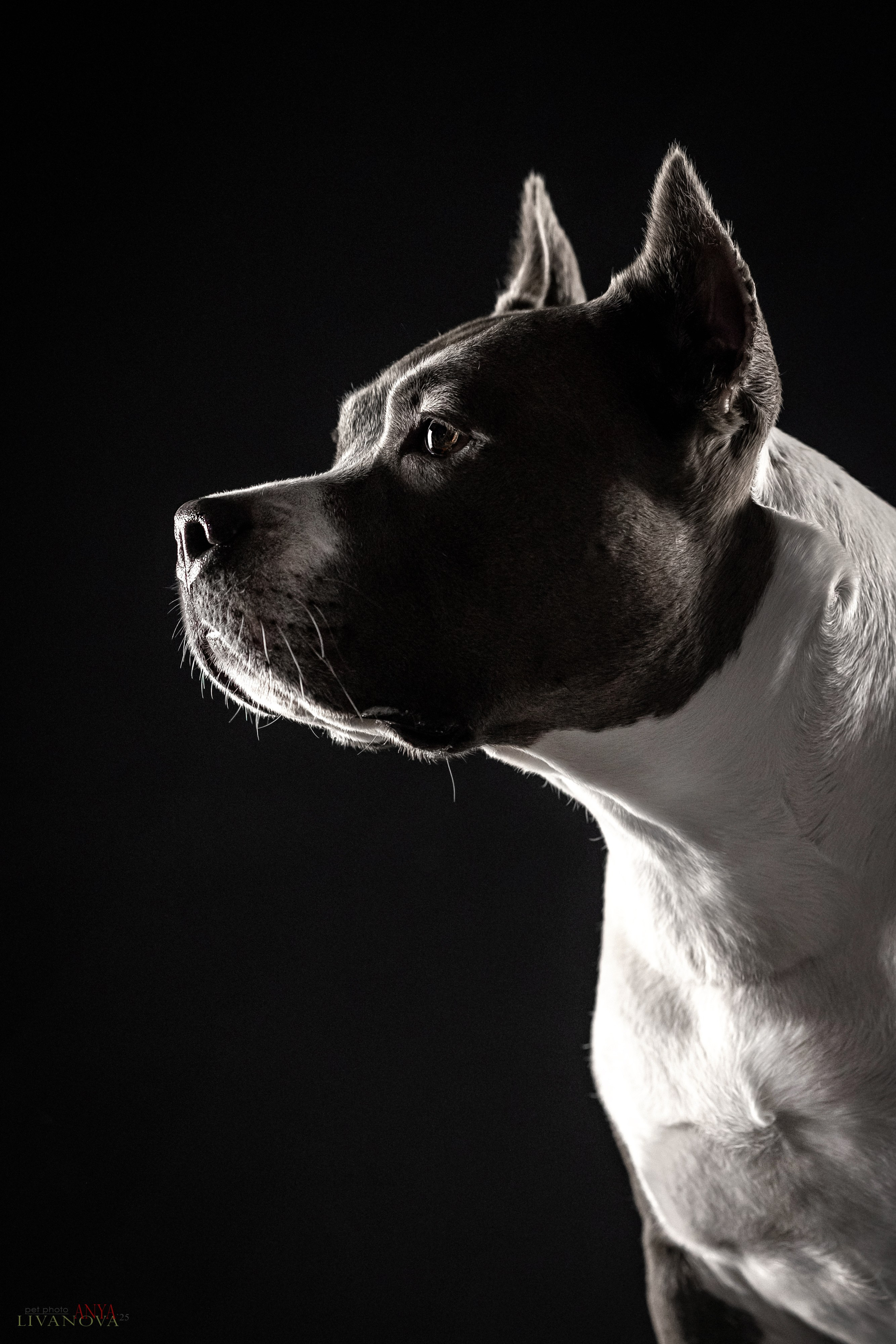 Дэля. Фотограф анималист Аня Ливанова | Рыбинск