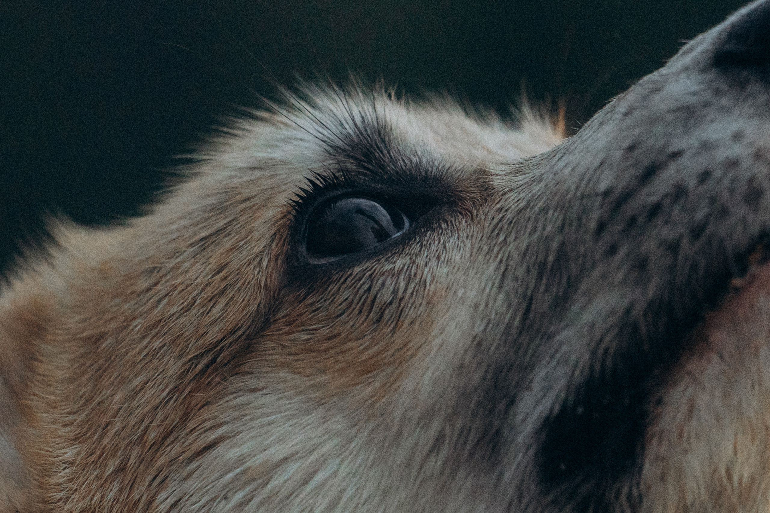 Катя и Берта. Фотограф анималист в Москве и Санкт-Петербурге Свиридова Анна