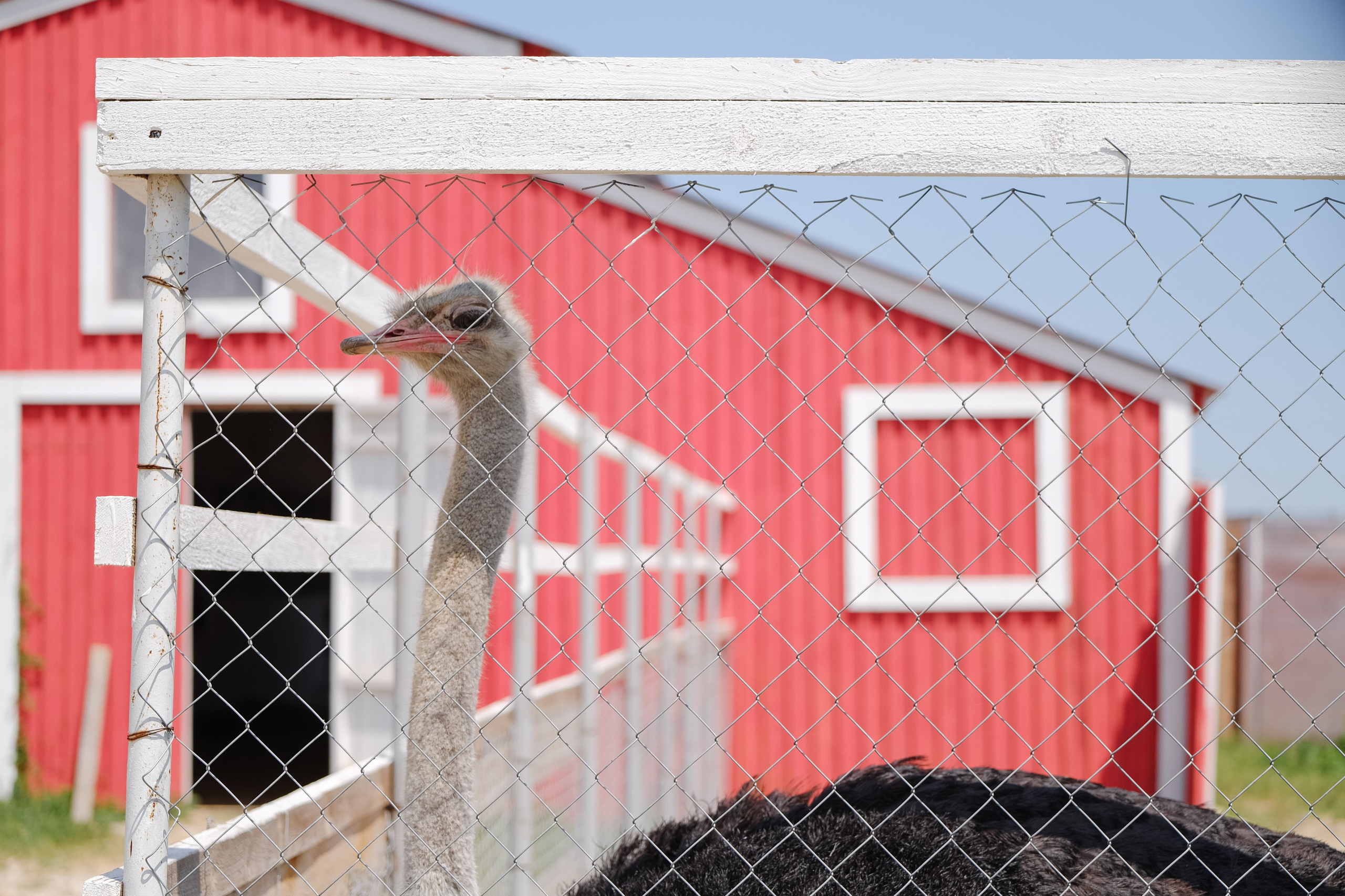 Репортаж на ферме. Профессиональная фотосъемка в Крыму. Натуральные эмоции и живые кадры. Забронируйте дату прямо сейчас!