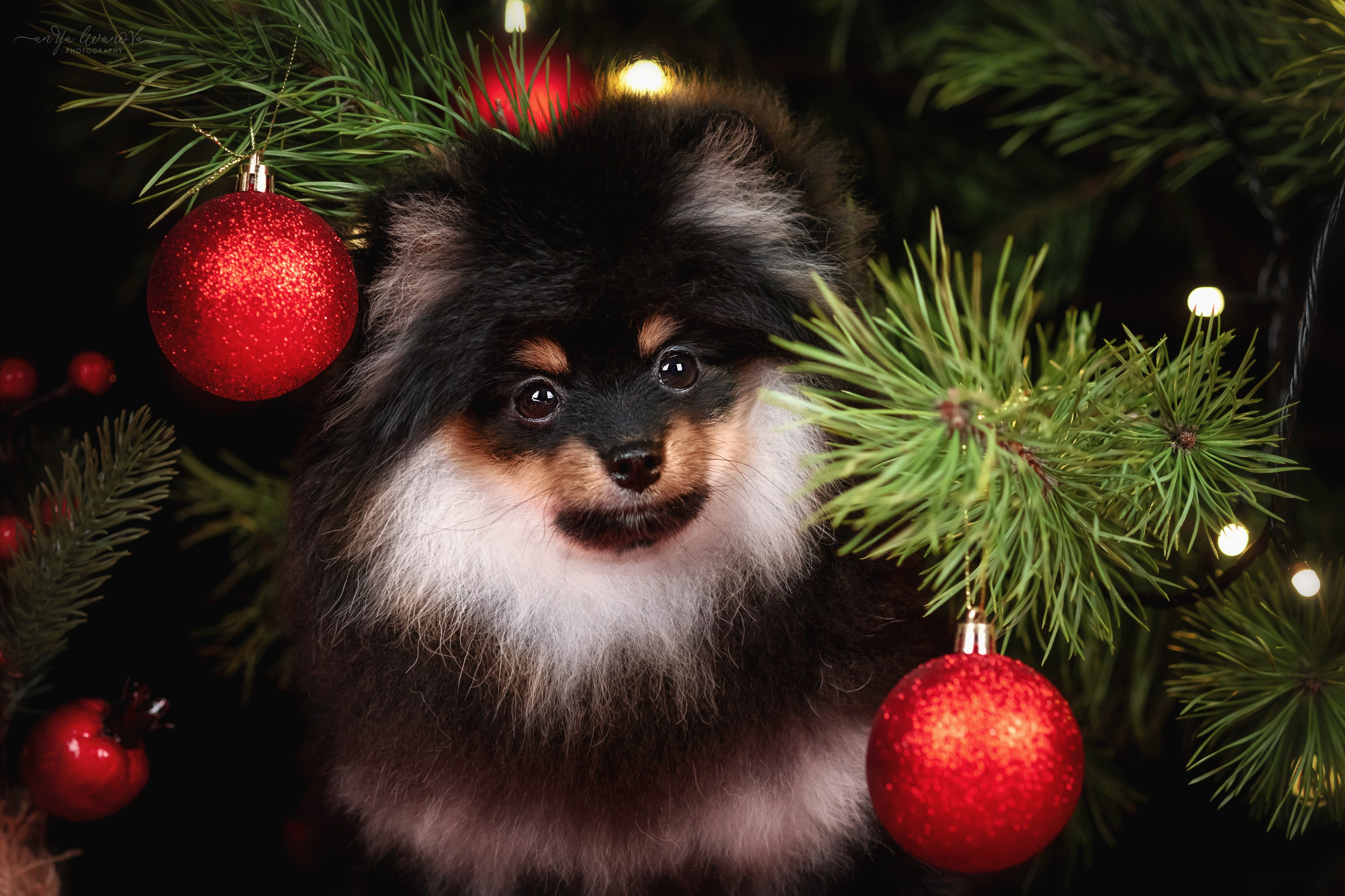 Новогодняя атмосфера в «Simply the Best». Фотограф анималист Аня Ливанова | Рыбинск