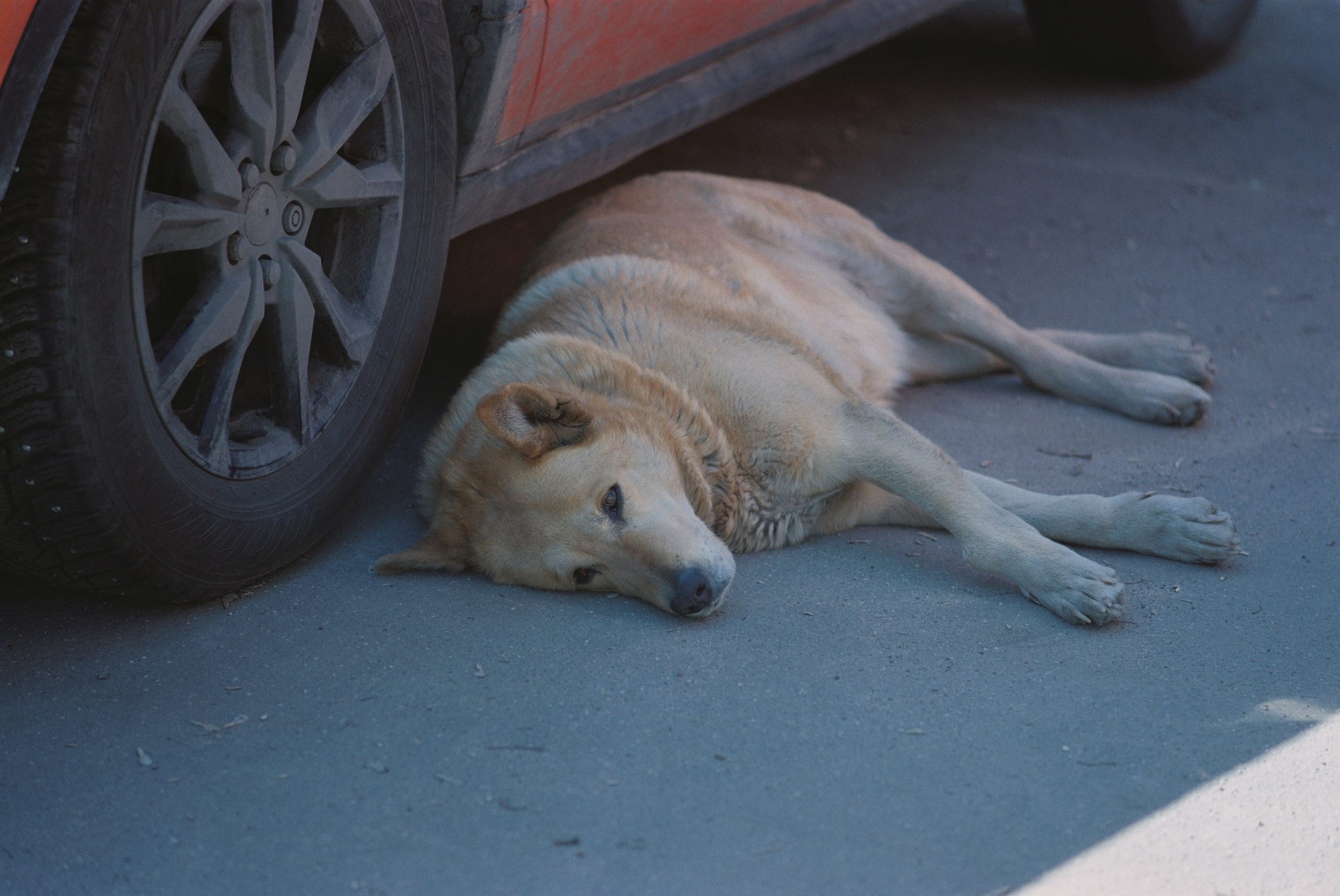 Плёнки. Кира Кечекьян — фотограф в Москве