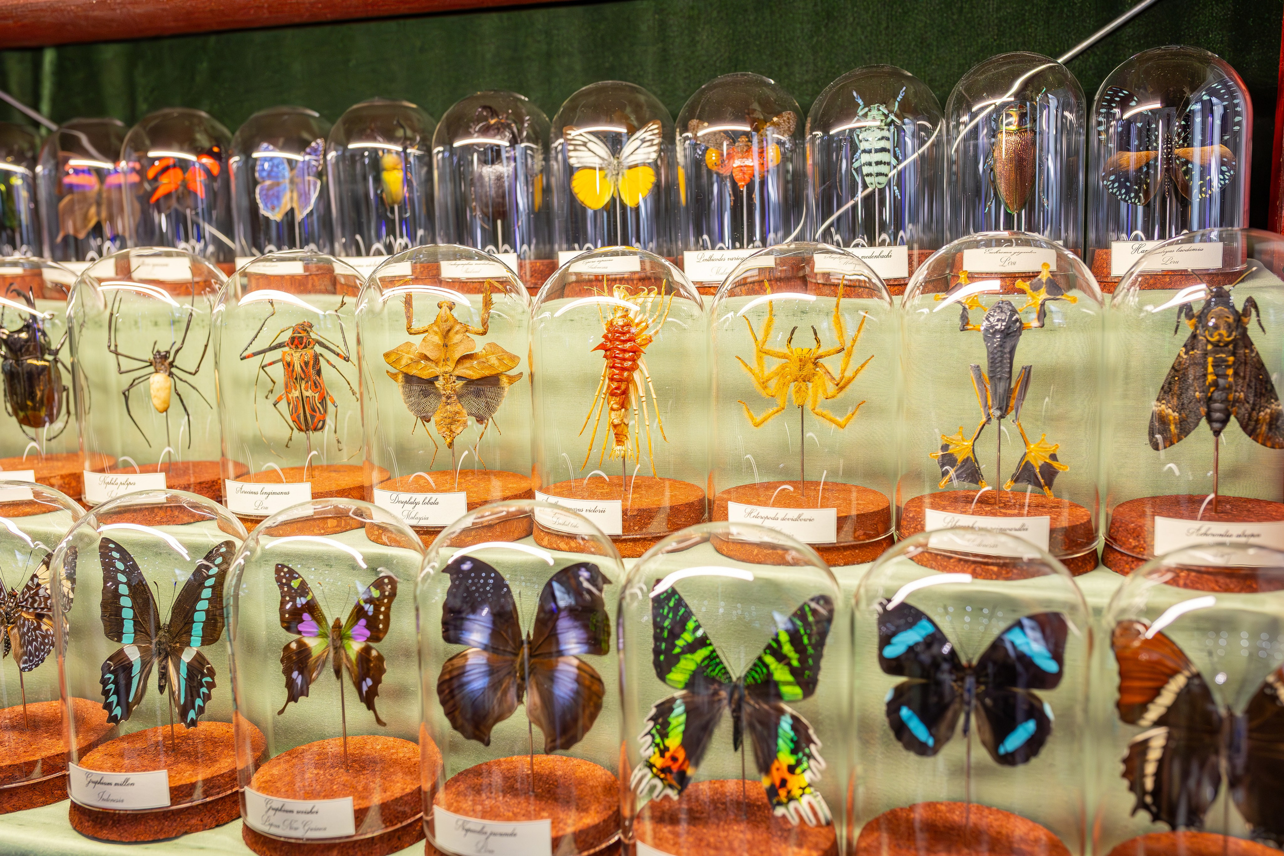 Монстериум 11–12 октября. Александра Куликова фотограф, Москва