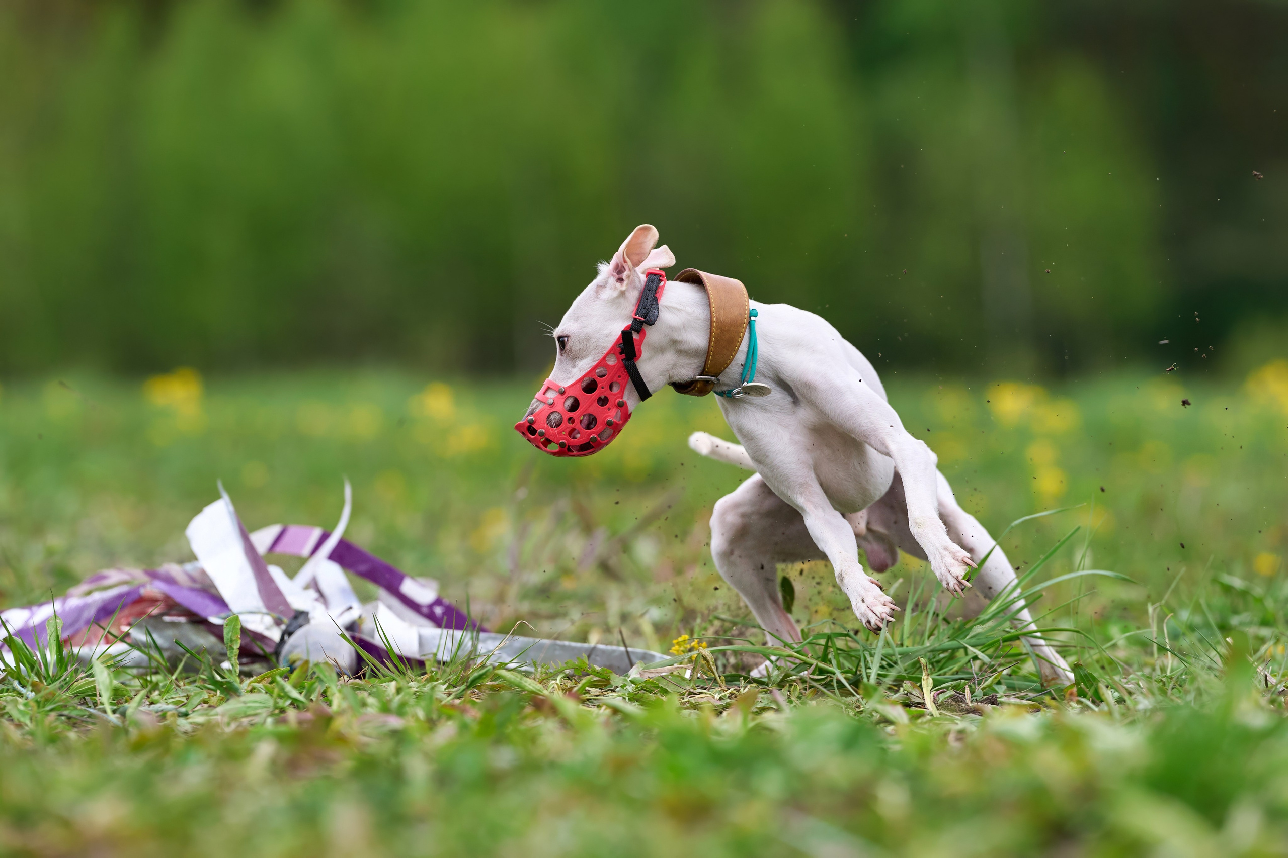 Тренировка по курсингу Донино. Фотограф-анималист Михаил Манухин