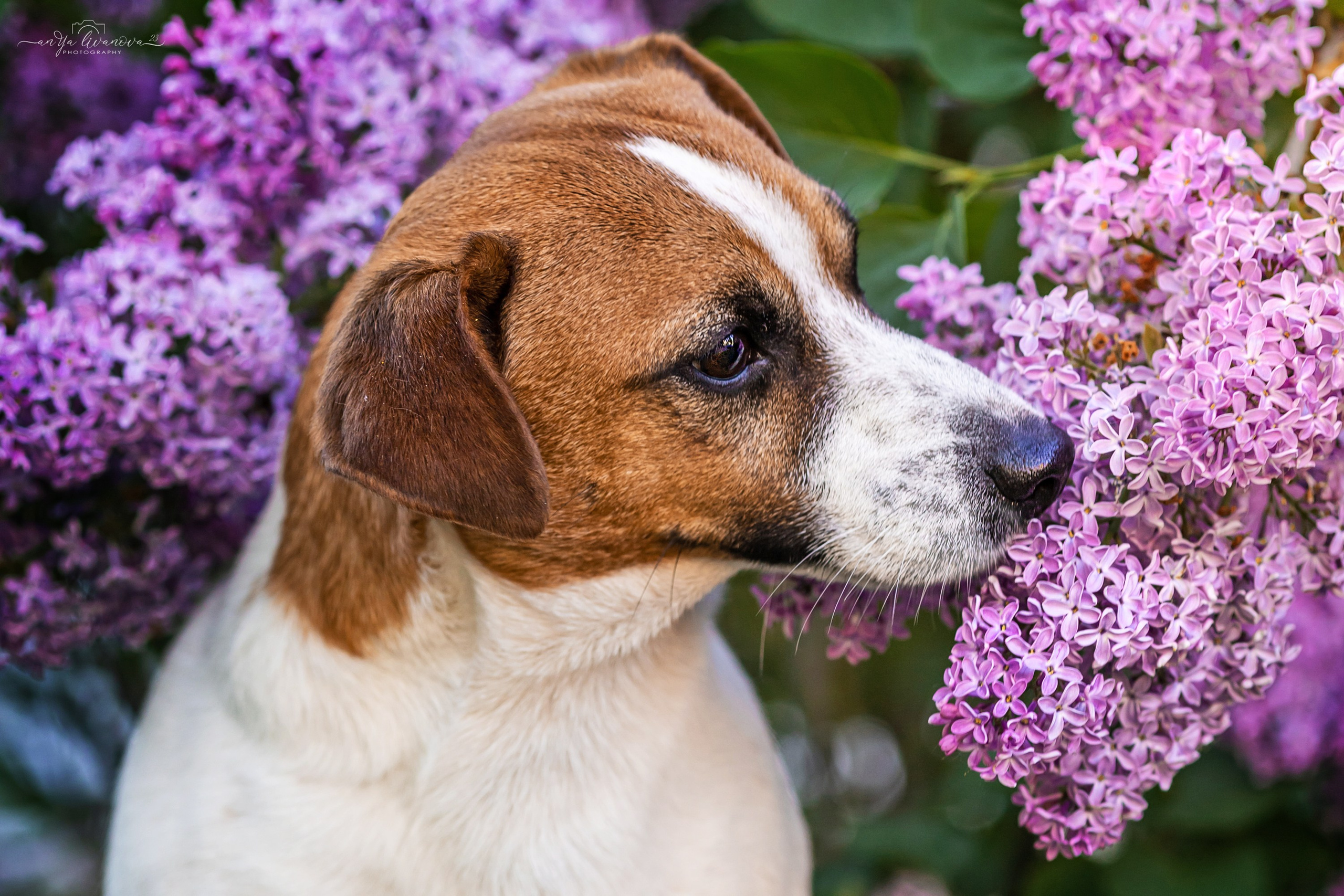 Сирень. Фотограф анималист Аня Ливанова | Рыбинск
