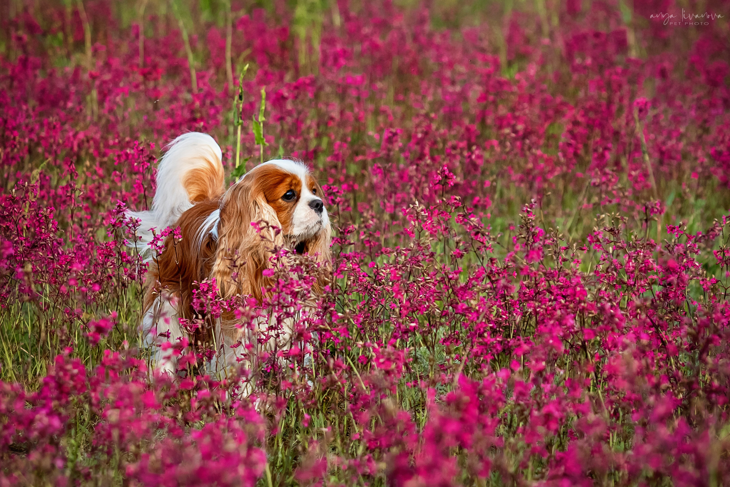 Смолка клейкая. Фотограф анималист Аня Ливанова | Рыбинск