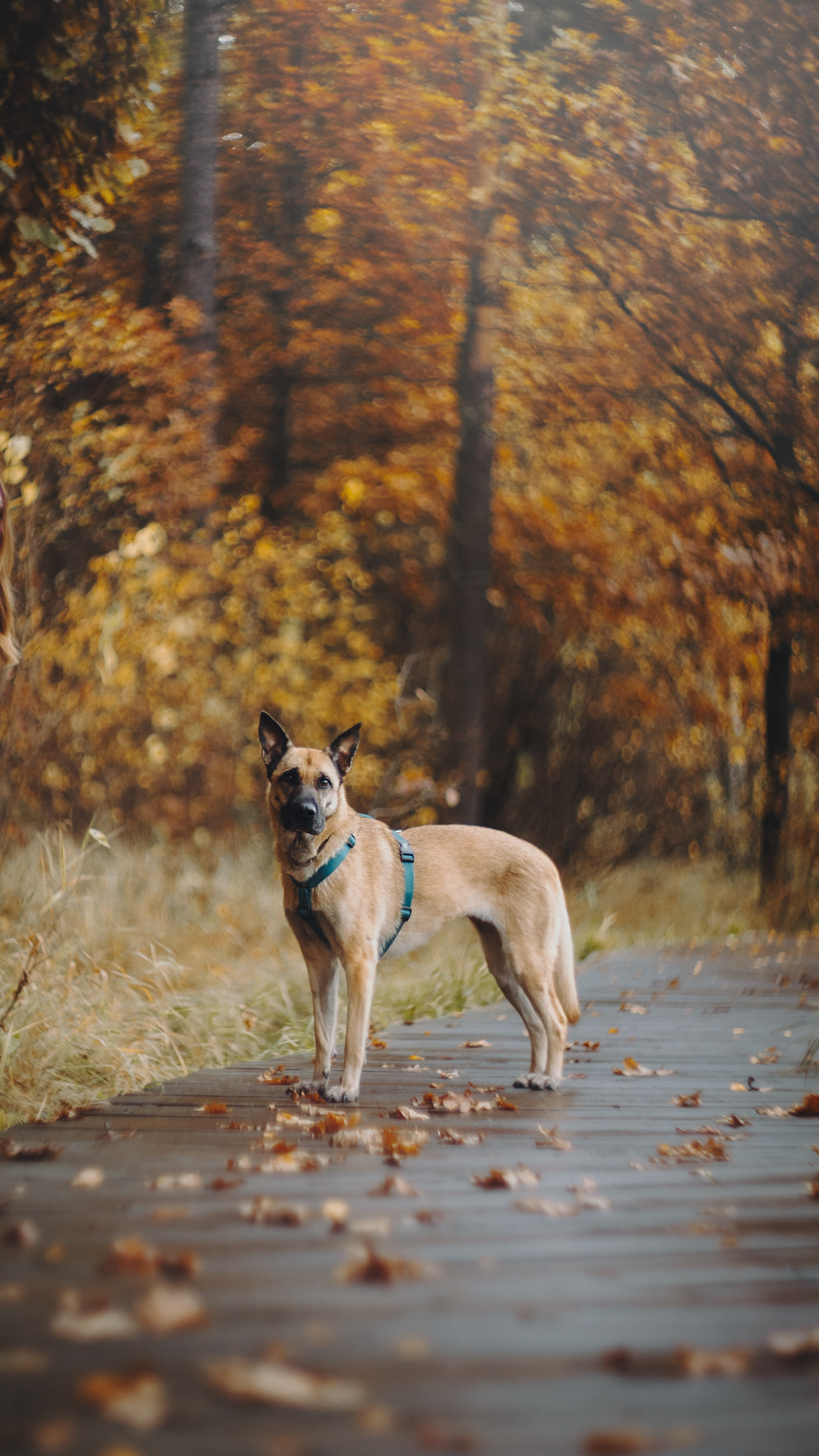 Наталия, Иван и Урса. Фотограф анималист в Москве и Санкт-Петербурге Свиридова Анна