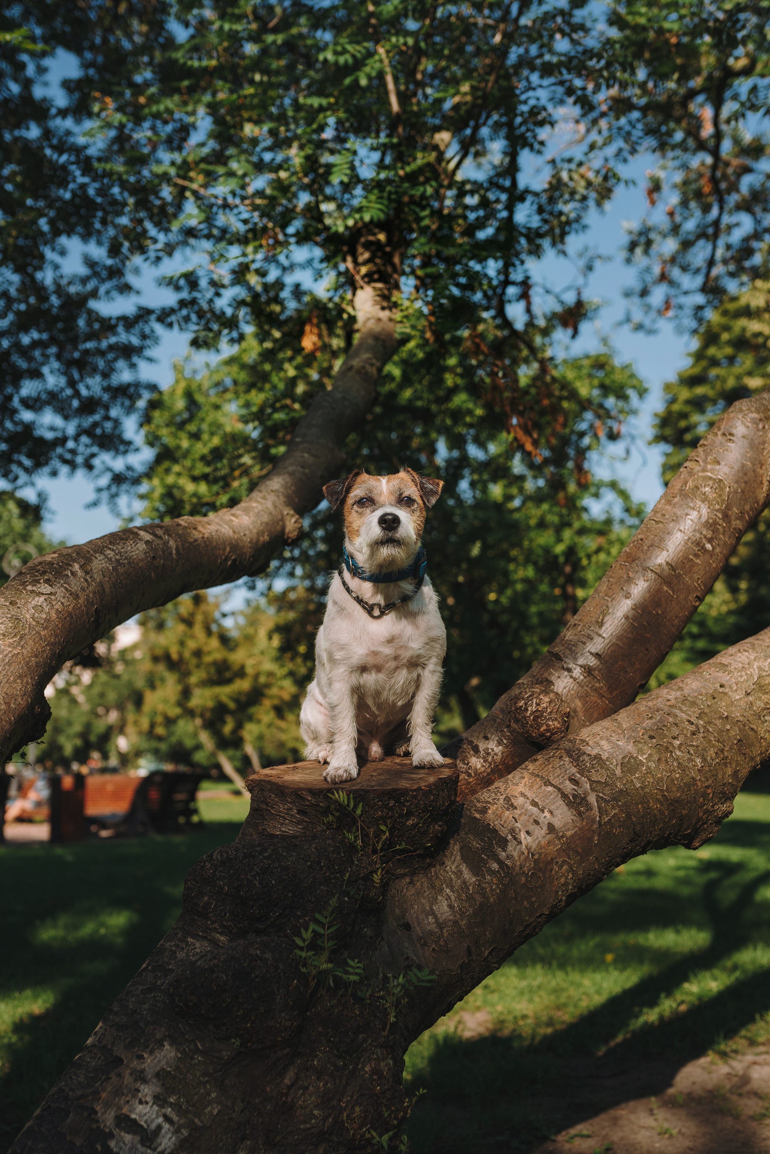 Ларс, Лукас и Ольга. Фотограф анималист в Спб недорого Олеся Майорова