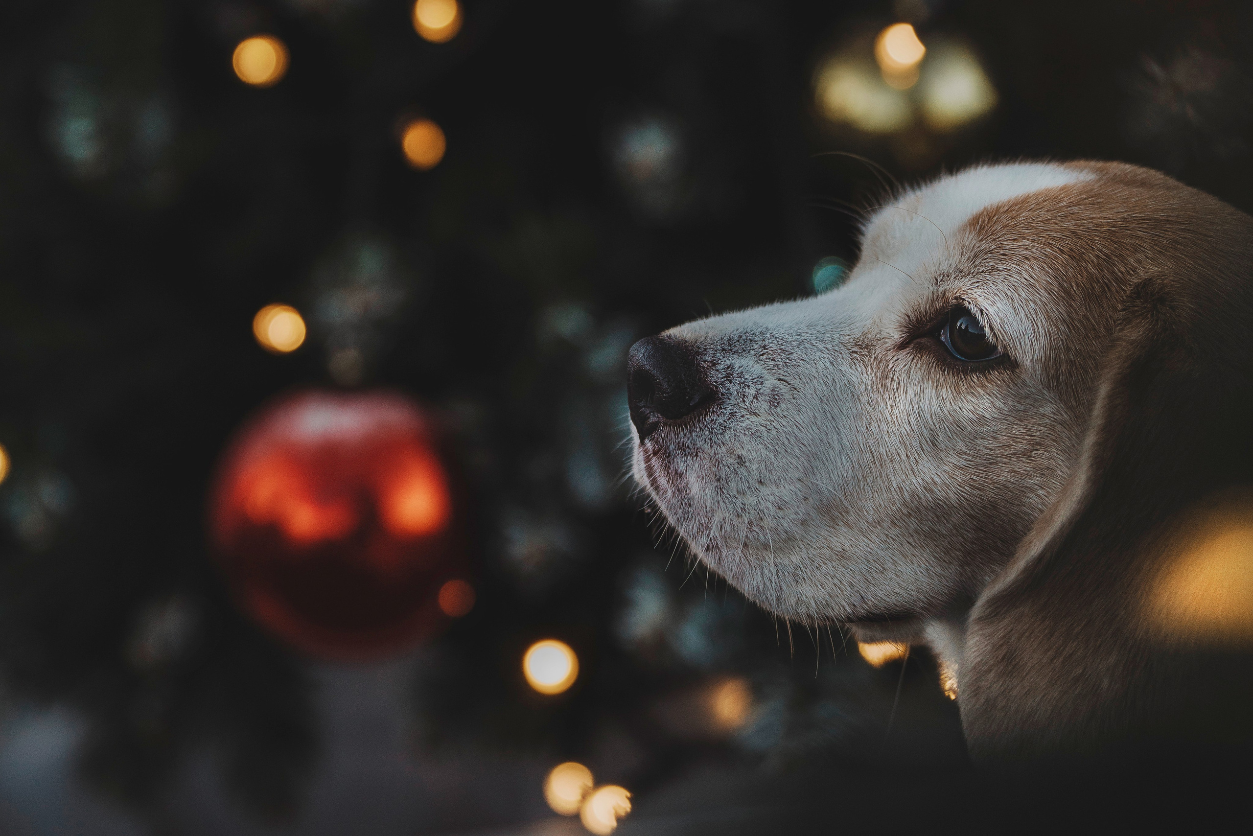 Ксения и Гаечка. Фотограф анималист в Спб недорого Олеся Майорова