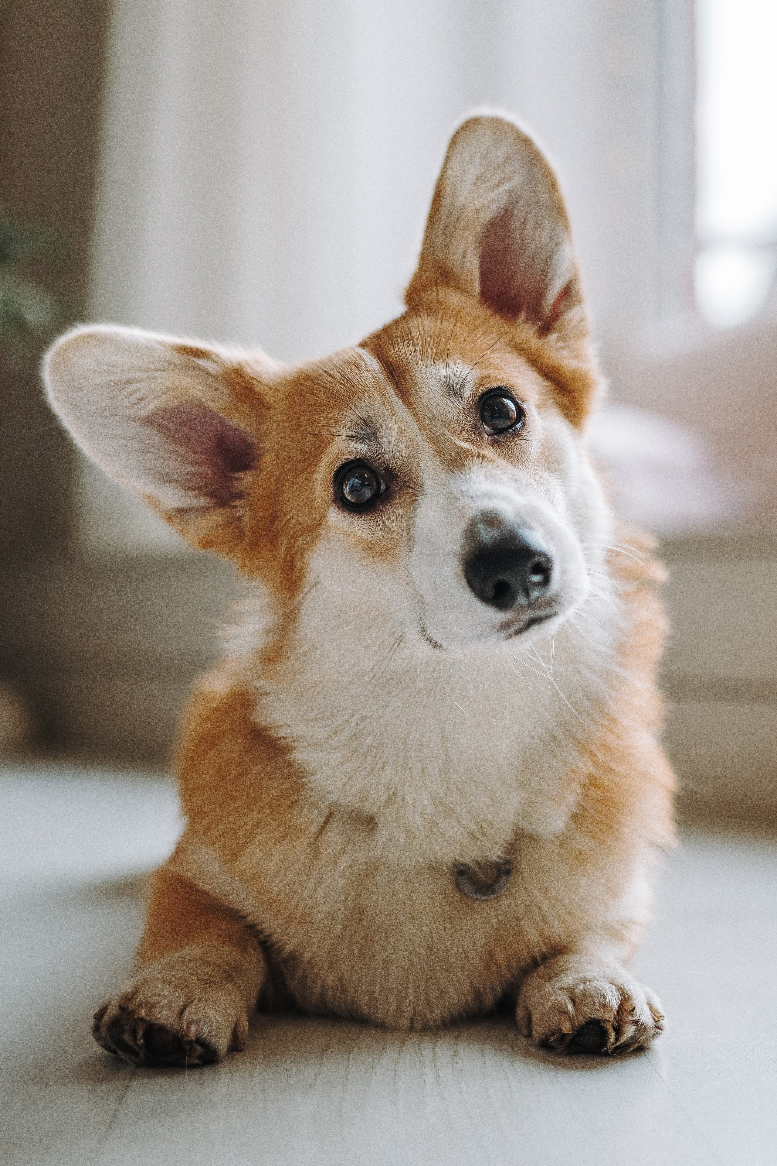 Александра и Бри. Фотограф анималист в Спб недорого Олеся Майорова