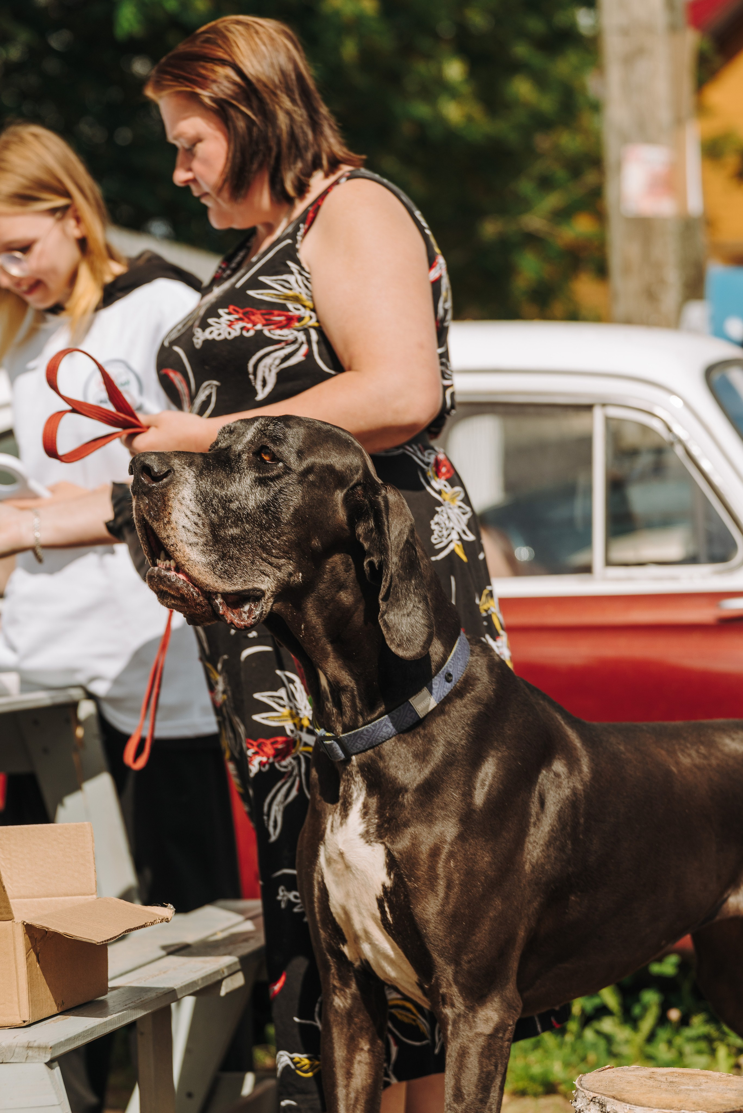 Соревнования по ноузворку. Фотограф анималист в Спб недорого Олеся Майорова