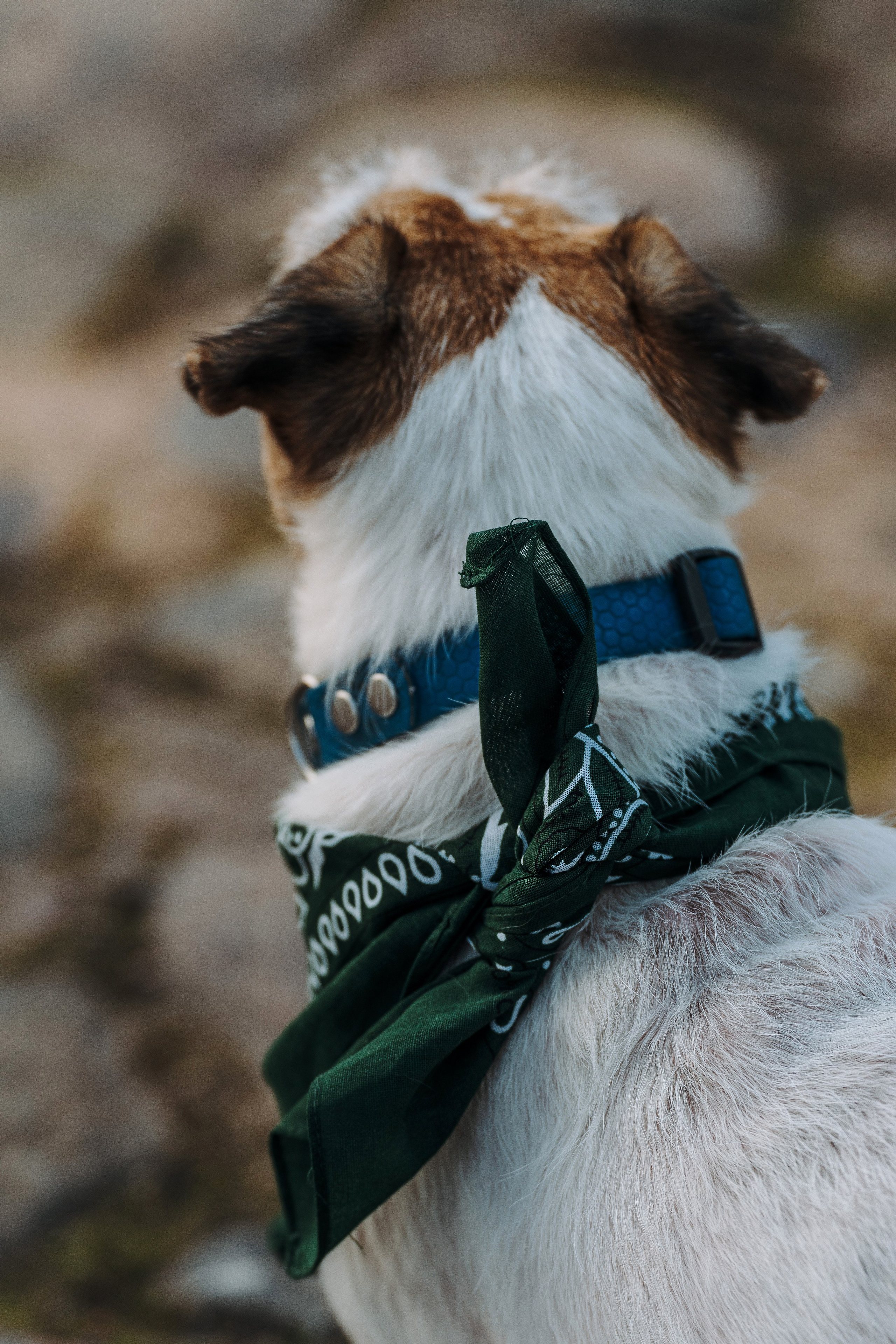Ларс, Лукас и Ольга. Фотограф анималист в Спб недорого Олеся Майорова
