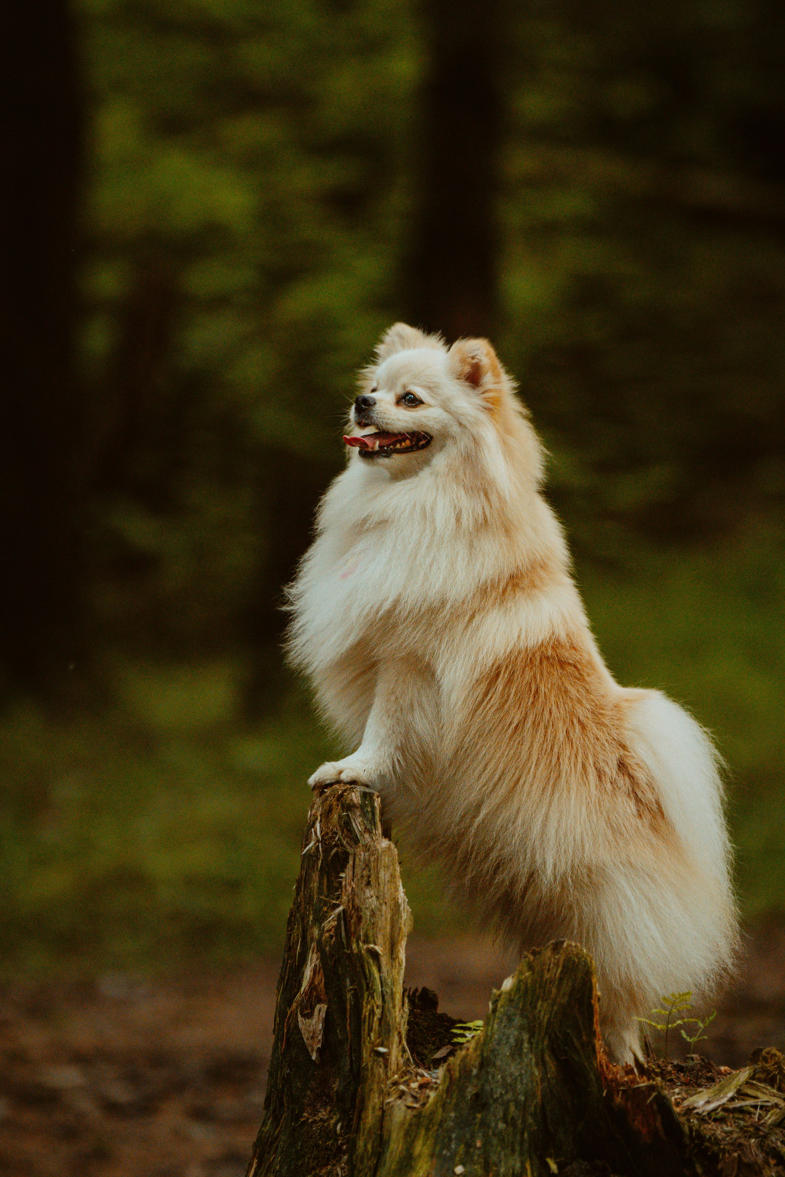 Фотосессия с собачкой в лесу. Фотограф анималист в Спб недорого Олеся Майорова