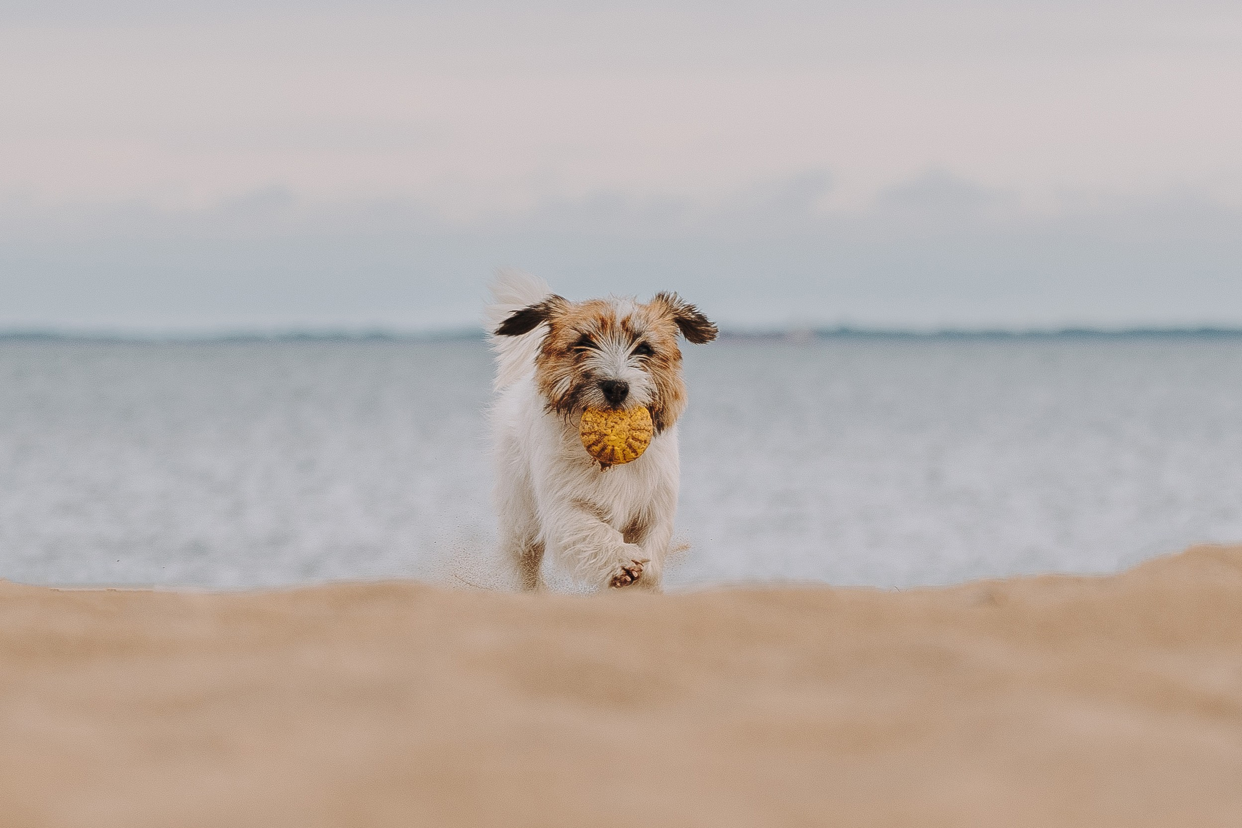 Оля, Ларс и Лукас. Фотограф анималист в Спб недорого Олеся Майорова