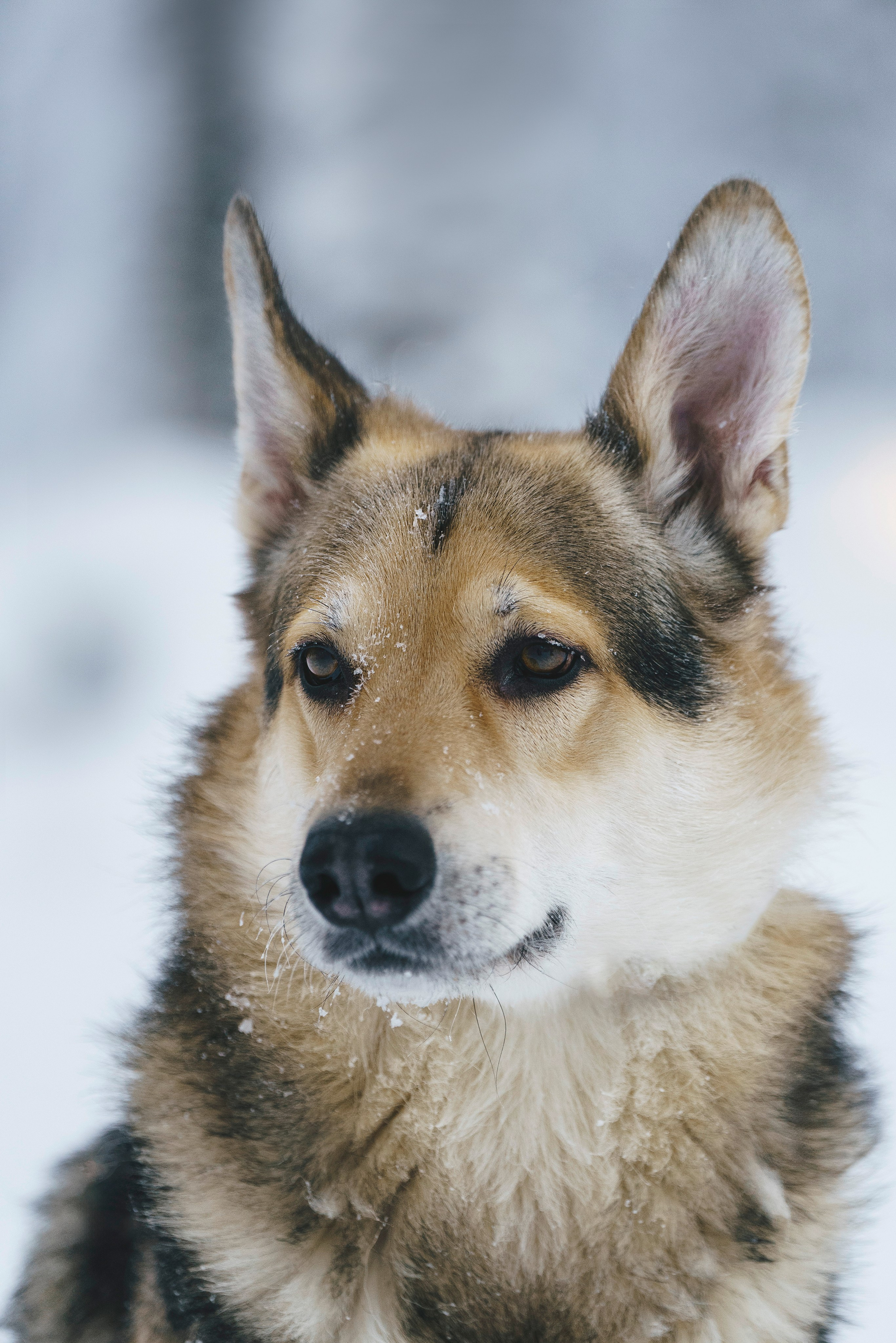 Рэй, Кузя, Ольга и Александр. Фотограф анималист в Спб недорого Олеся Майорова