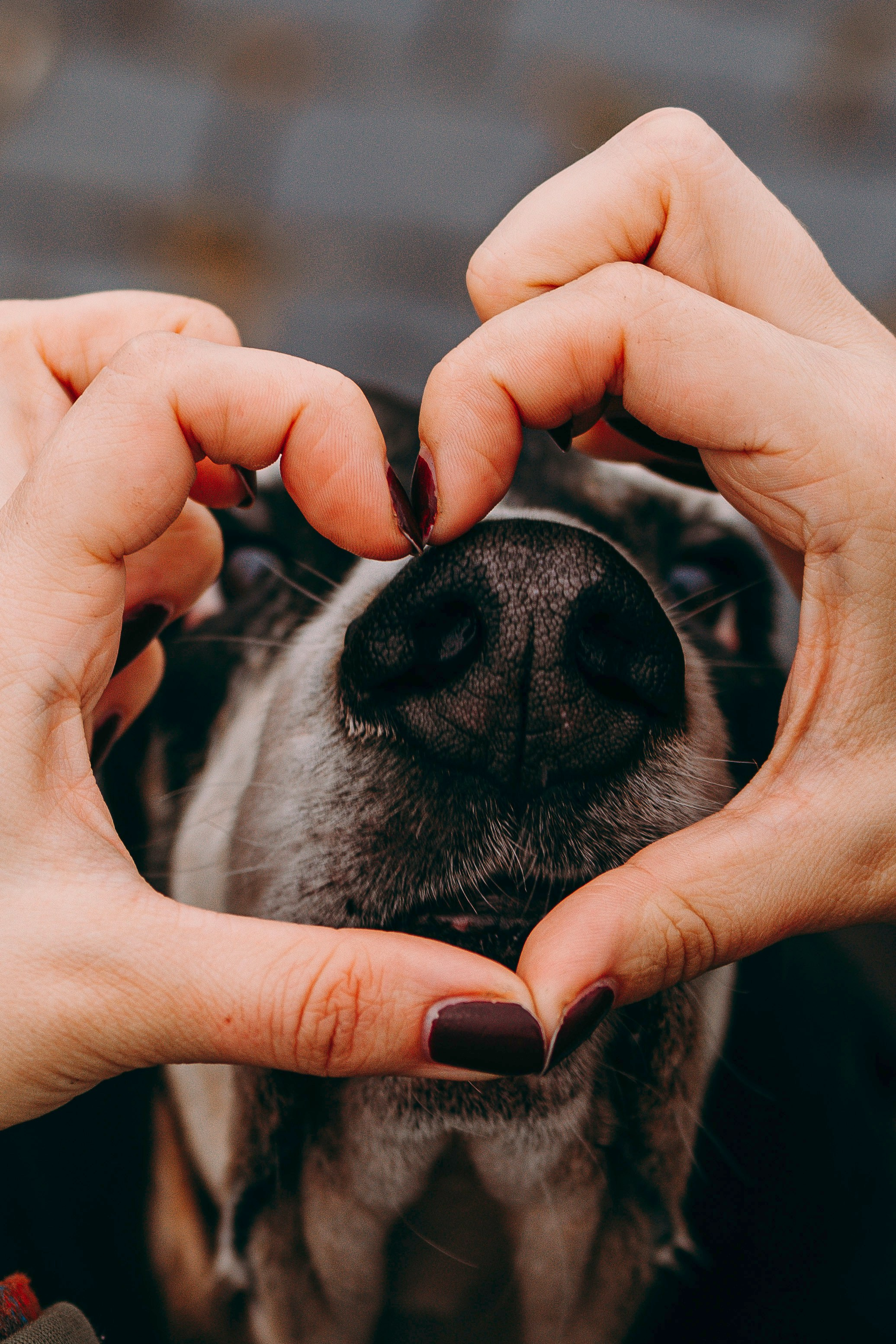 Елизавета и Епифан. Фотограф анималист в Спб недорого Олеся Майорова