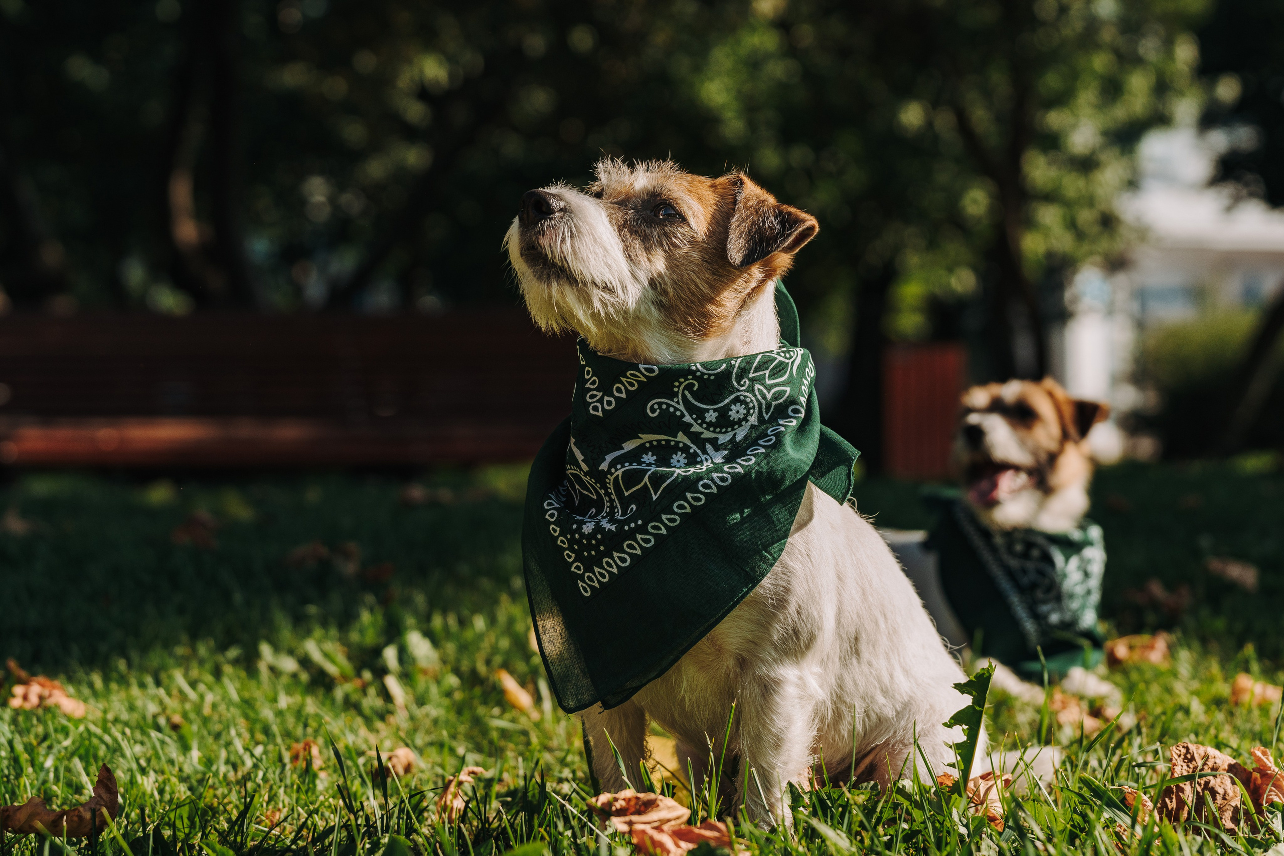 Ларс, Лукас и Ольга. Фотограф анималист в Спб недорого Олеся Майорова