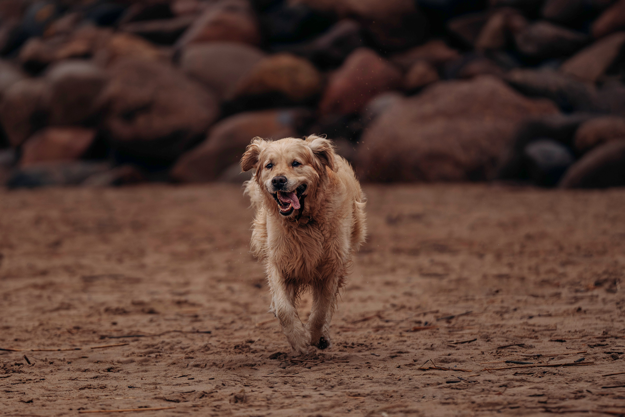 Асти, Крис и Александра. Фотограф анималист в Спб недорого Олеся Майорова
