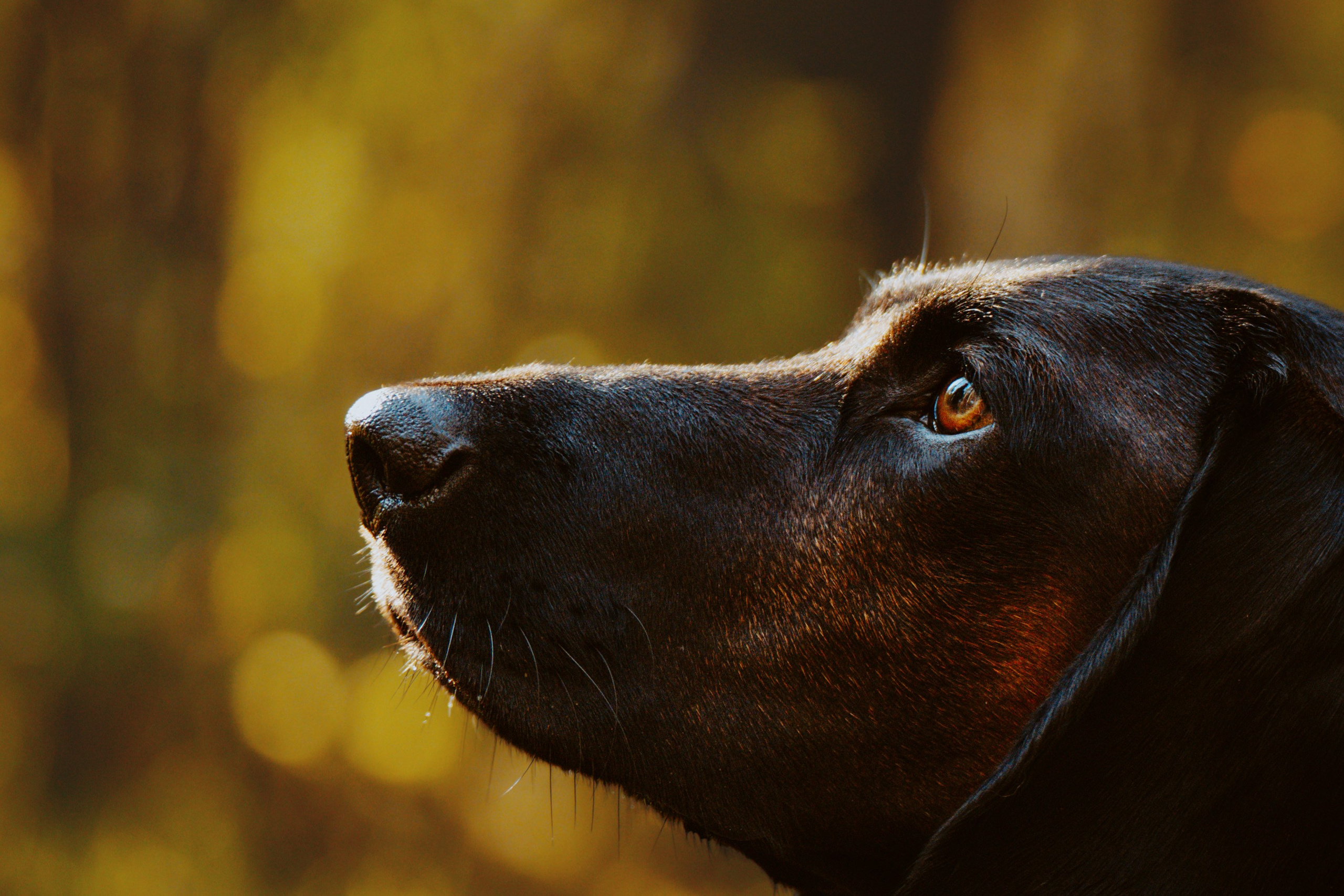 Ольга, Рора и Румпель. Фотограф анималист в Спб недорого Олеся Майорова