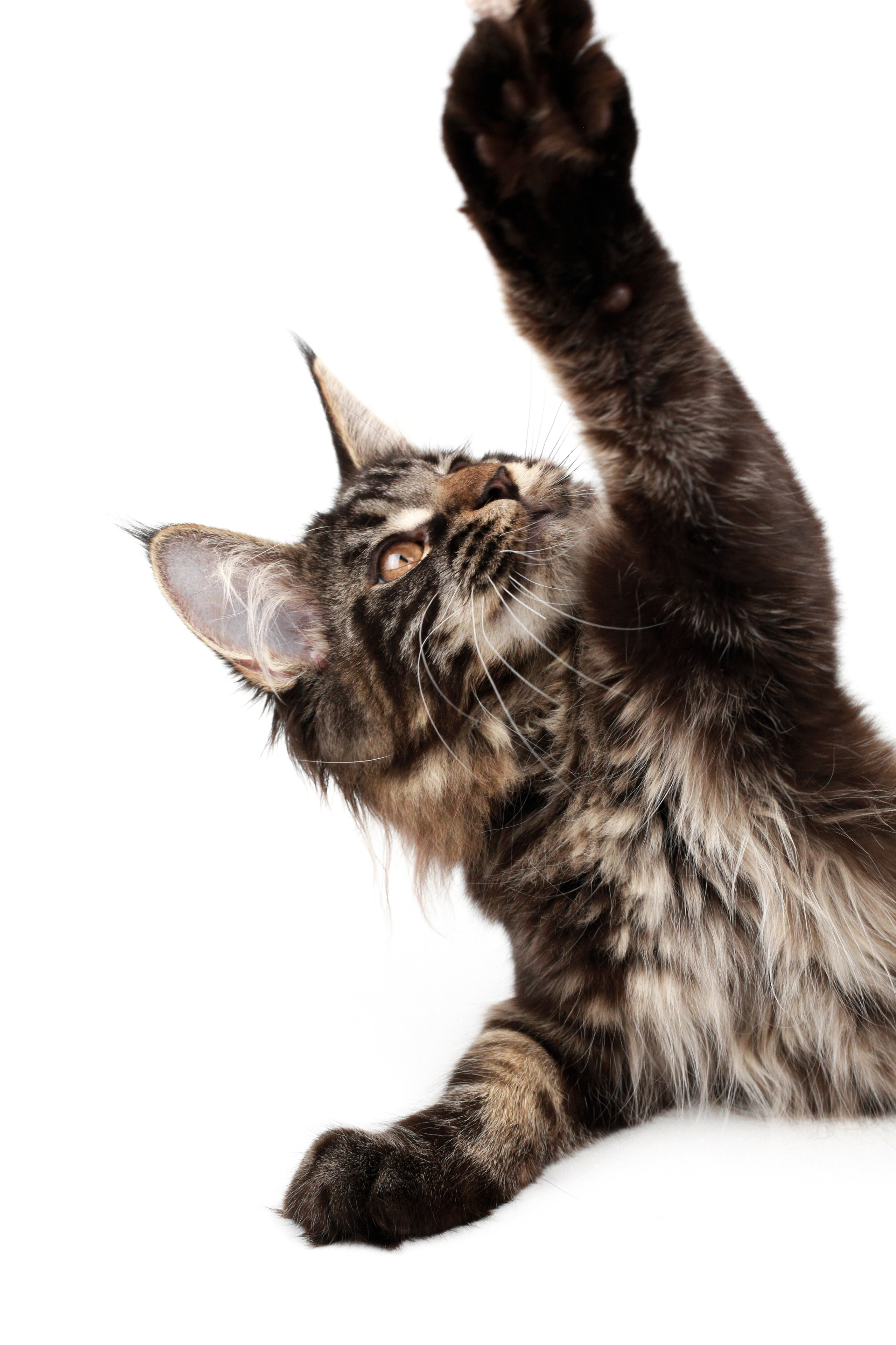 Фотосъемка животных