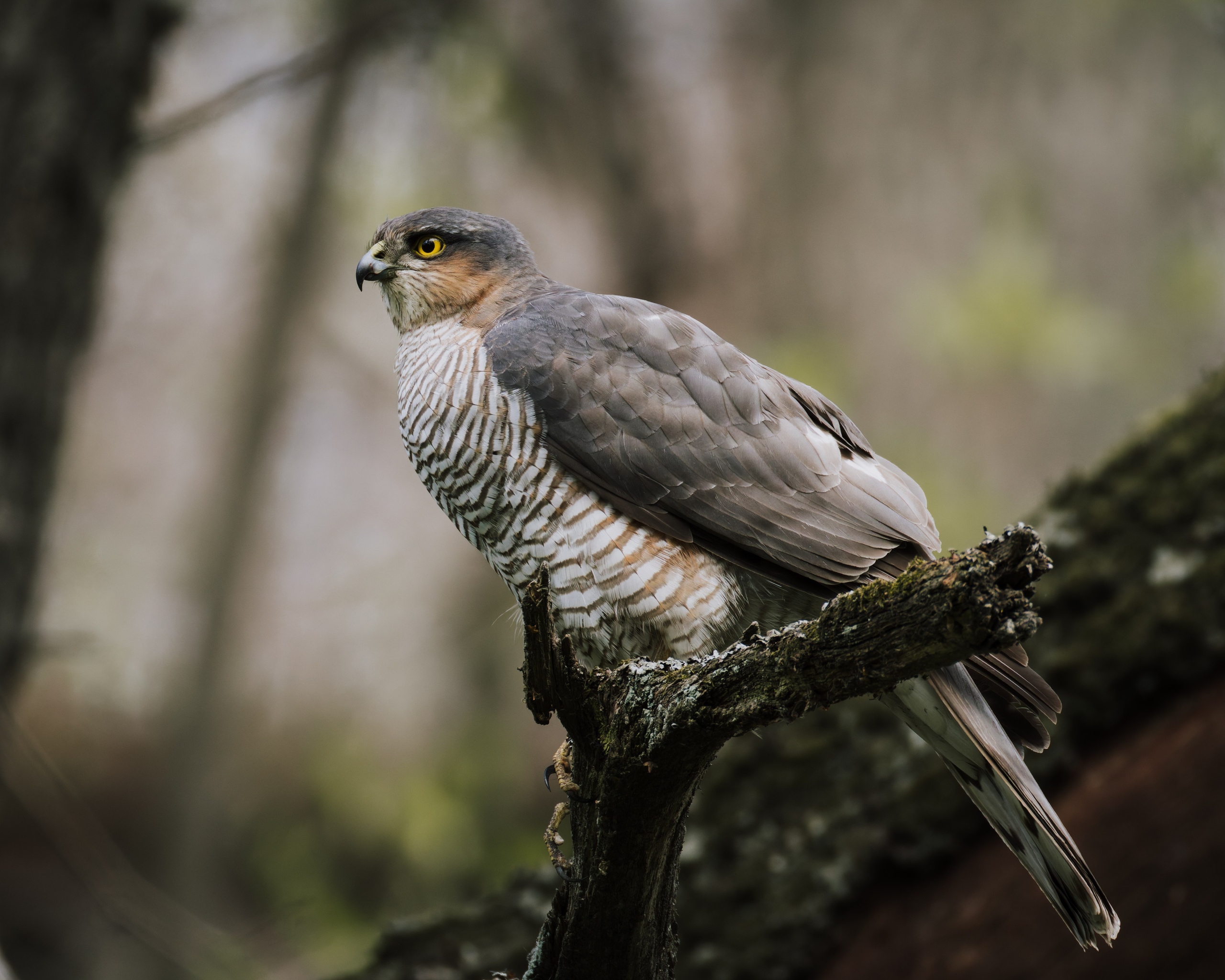 Voronezh 2025. Anton Chernov | Wildlife photographer