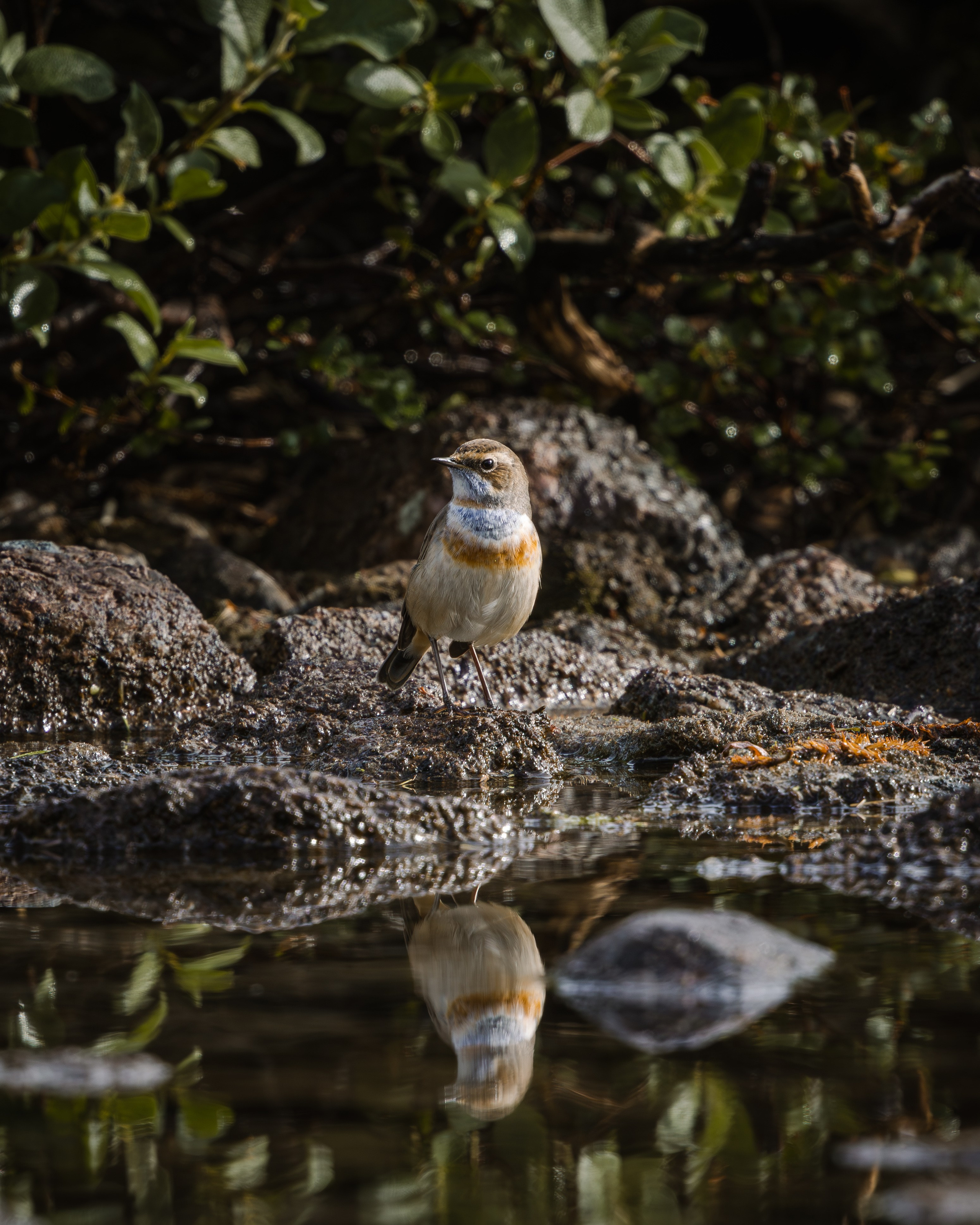 Khibinu 2025. Anton Chernov | Wildlife photographer