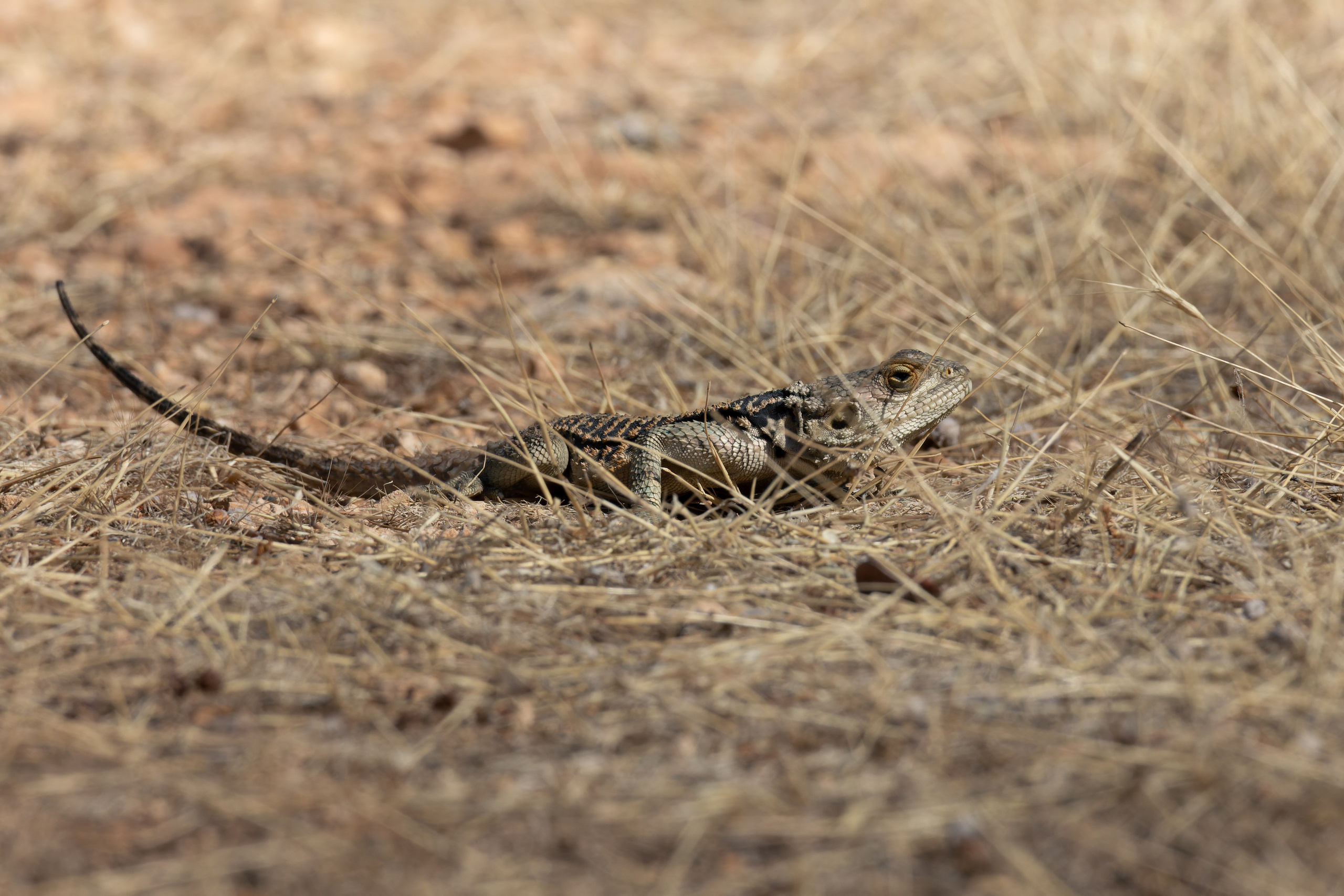 Cyprus 2023. Anton Chernov | Wildlife photographer