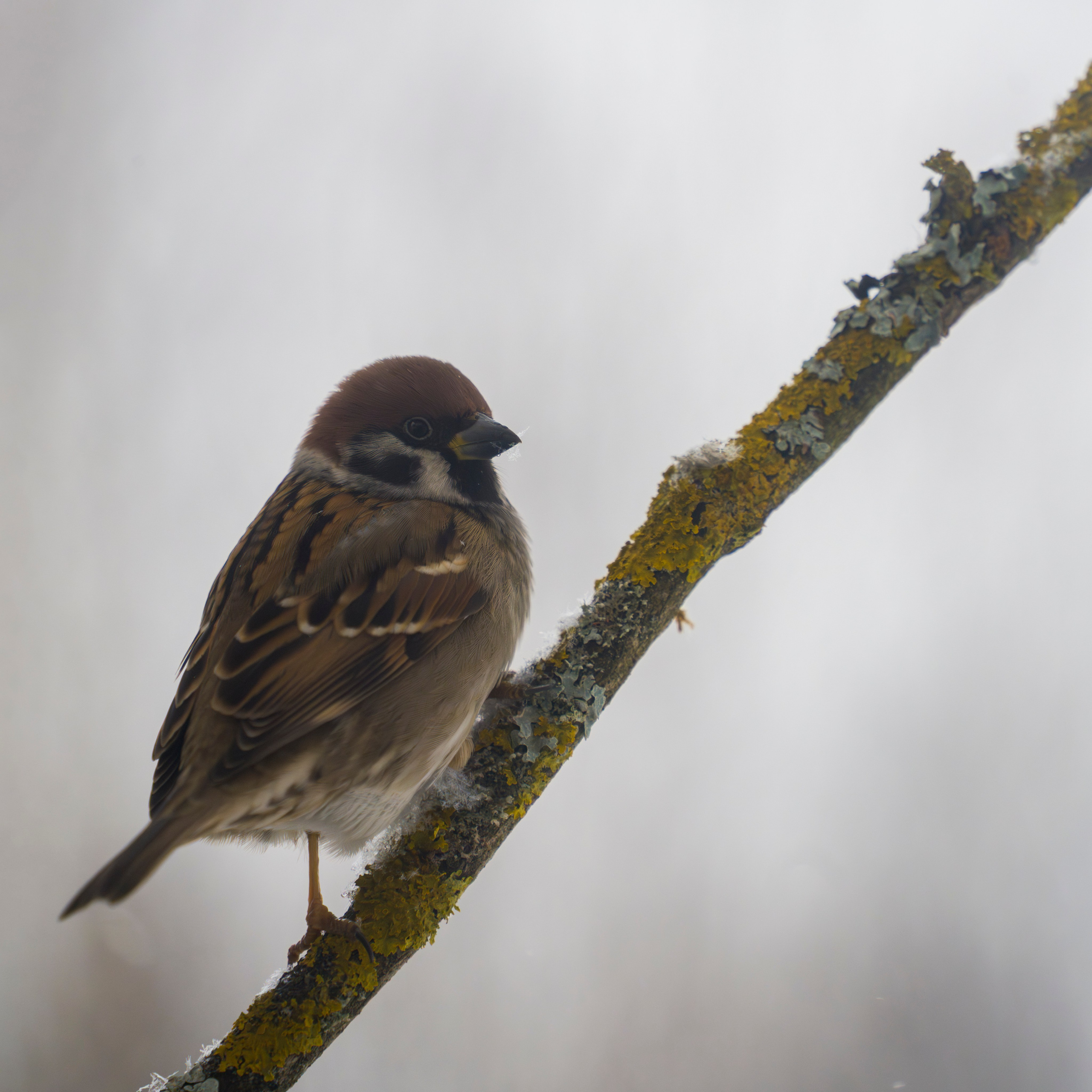 Animals — Животные